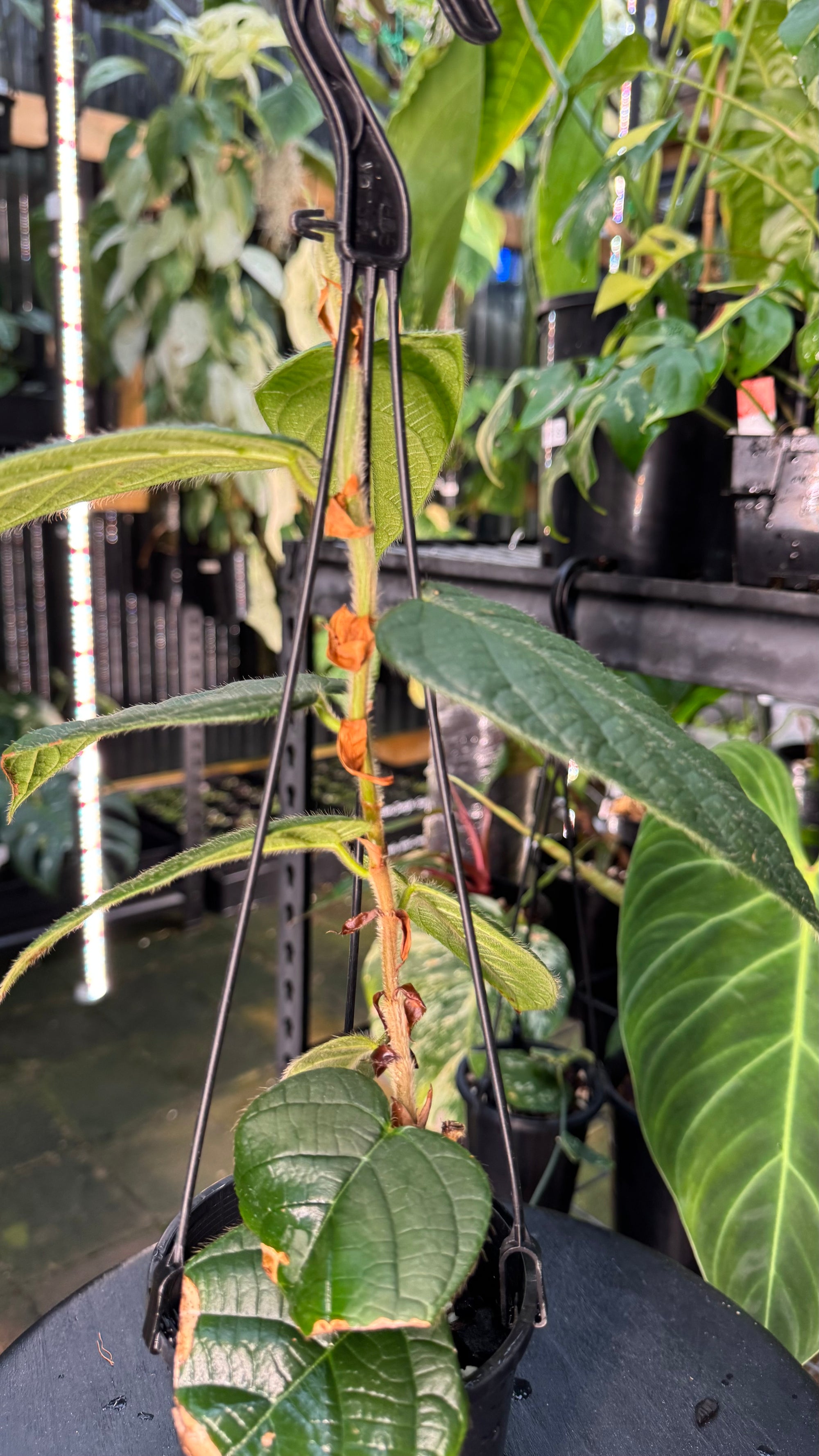 Ficus villosa