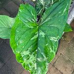 Syngonium 'Mojito'