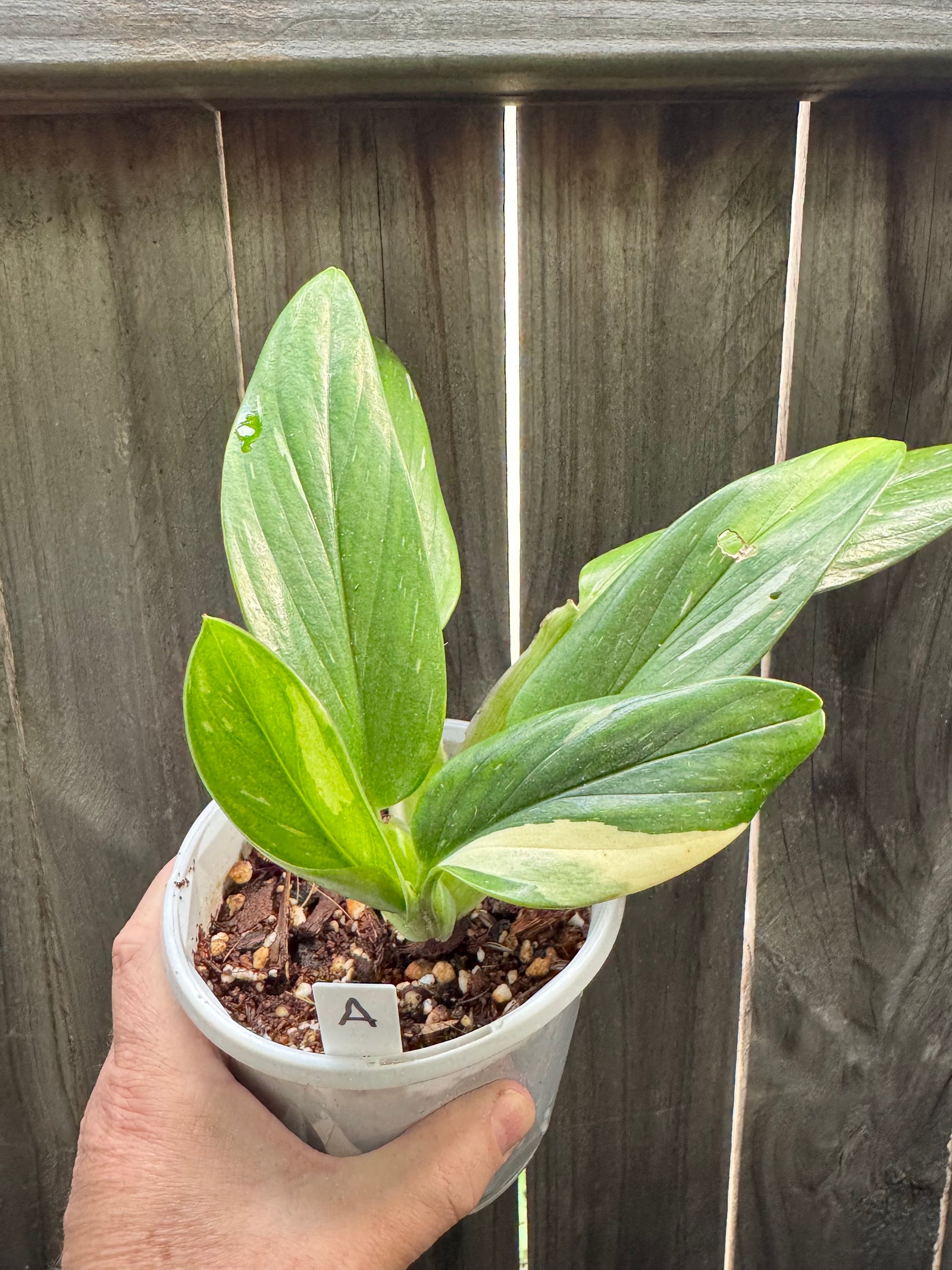 Monstera standleyana