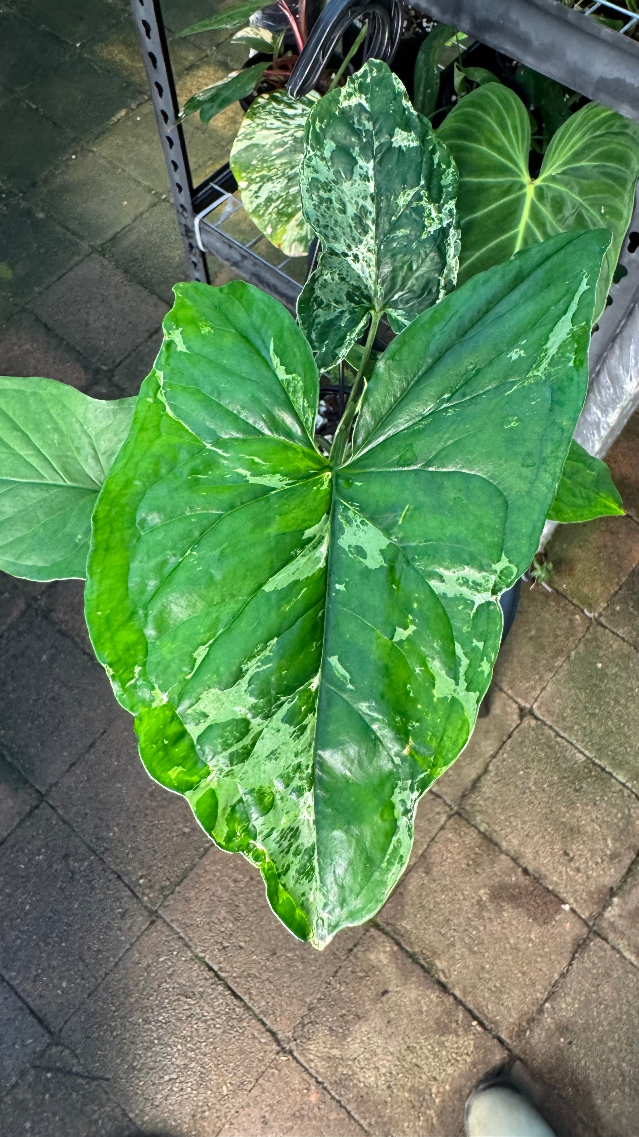 Syngonium 'Mojito'