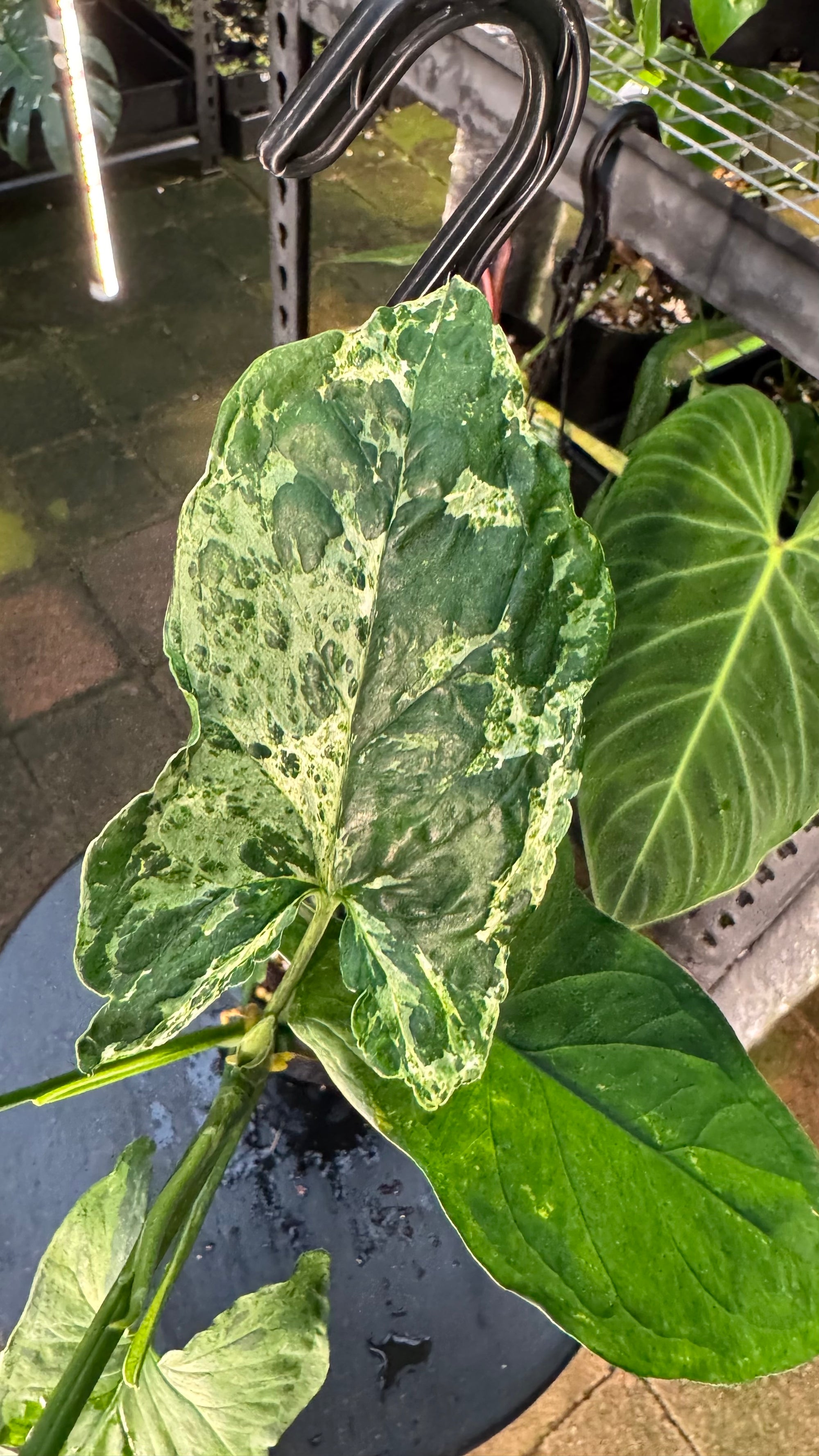 Syngonium 'Mojito'