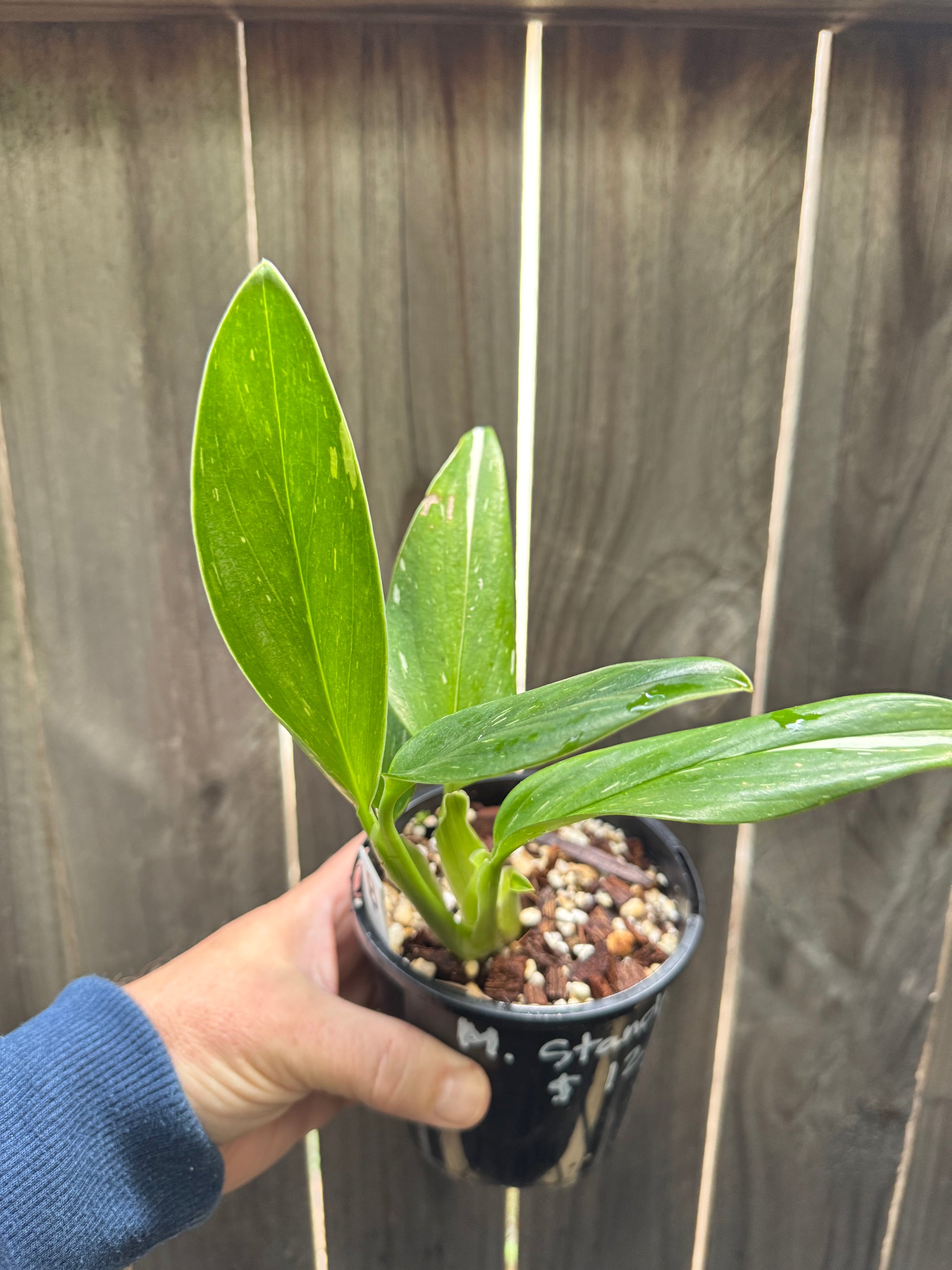 Monstera standleyana