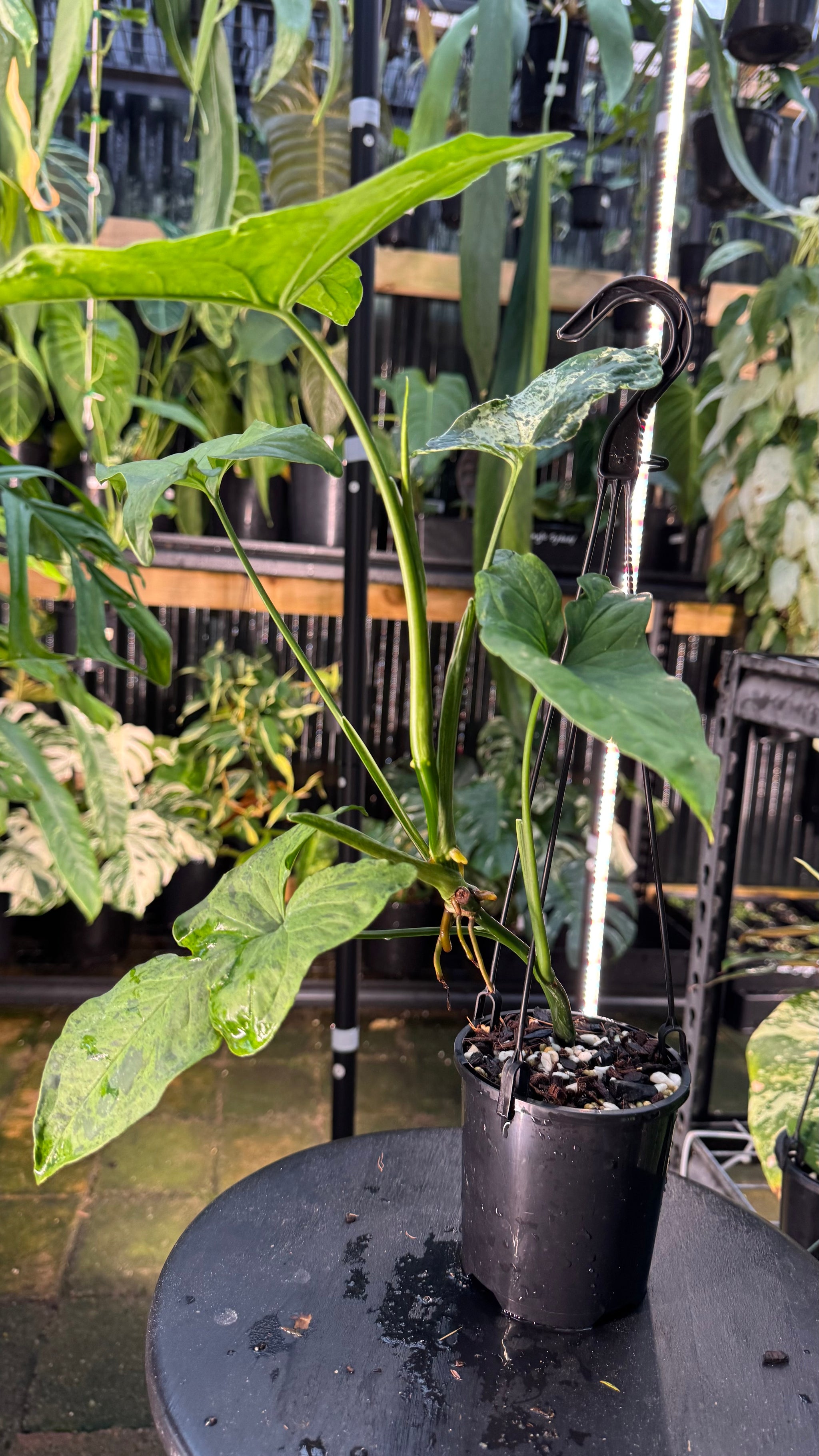 Syngonium 'Mojito'