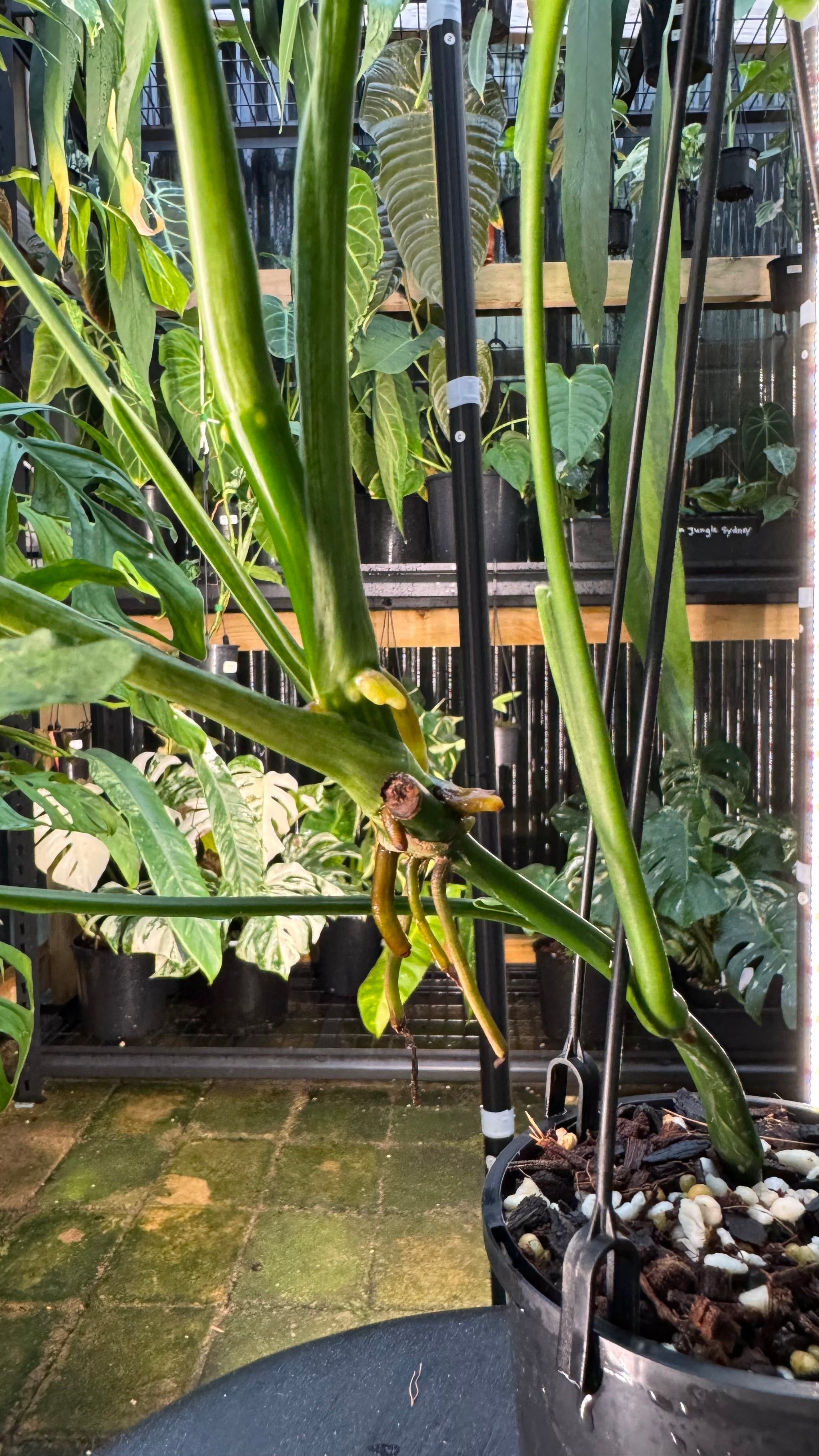 Syngonium 'Mojito'
