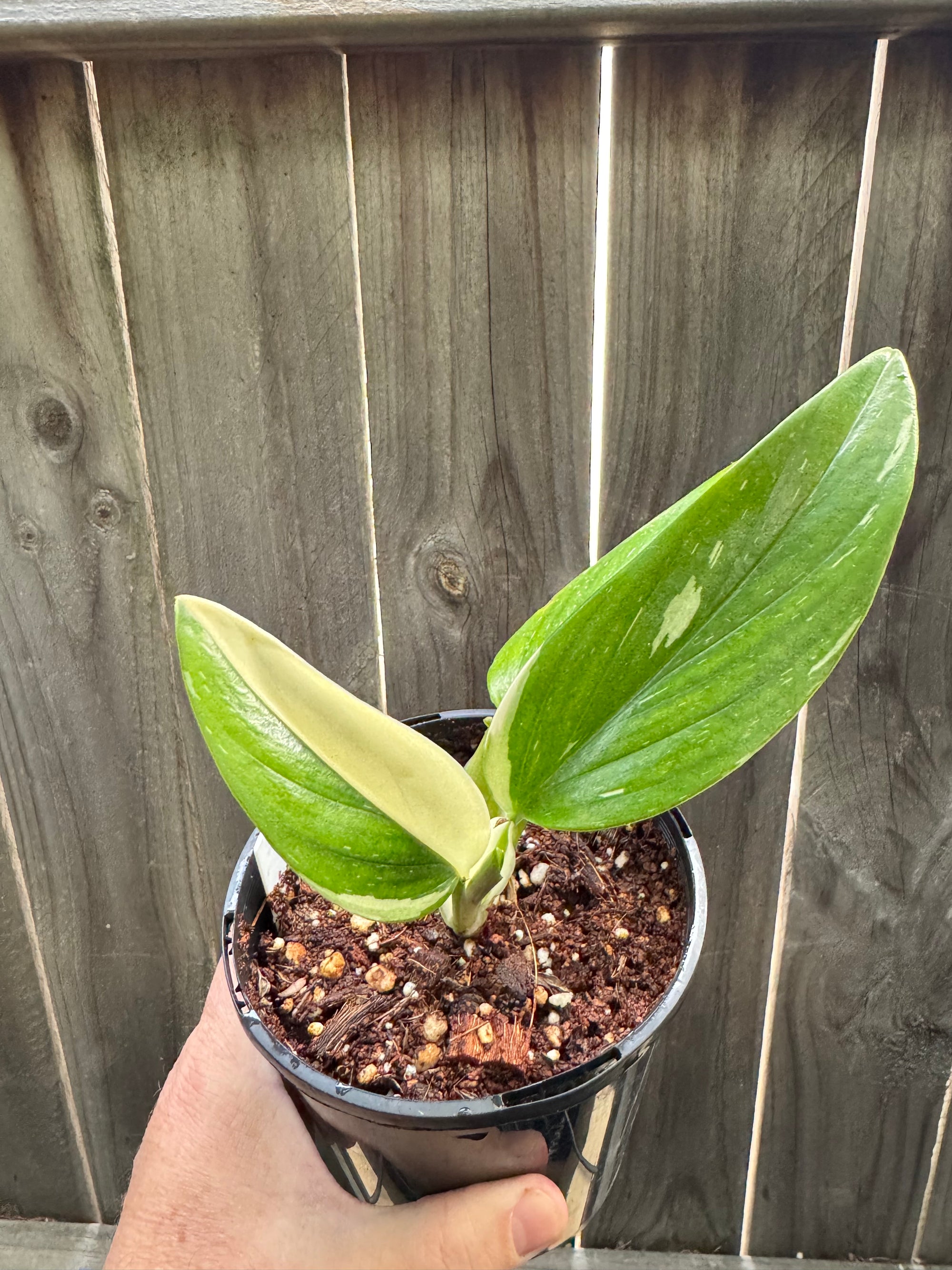 Monstera standleyana