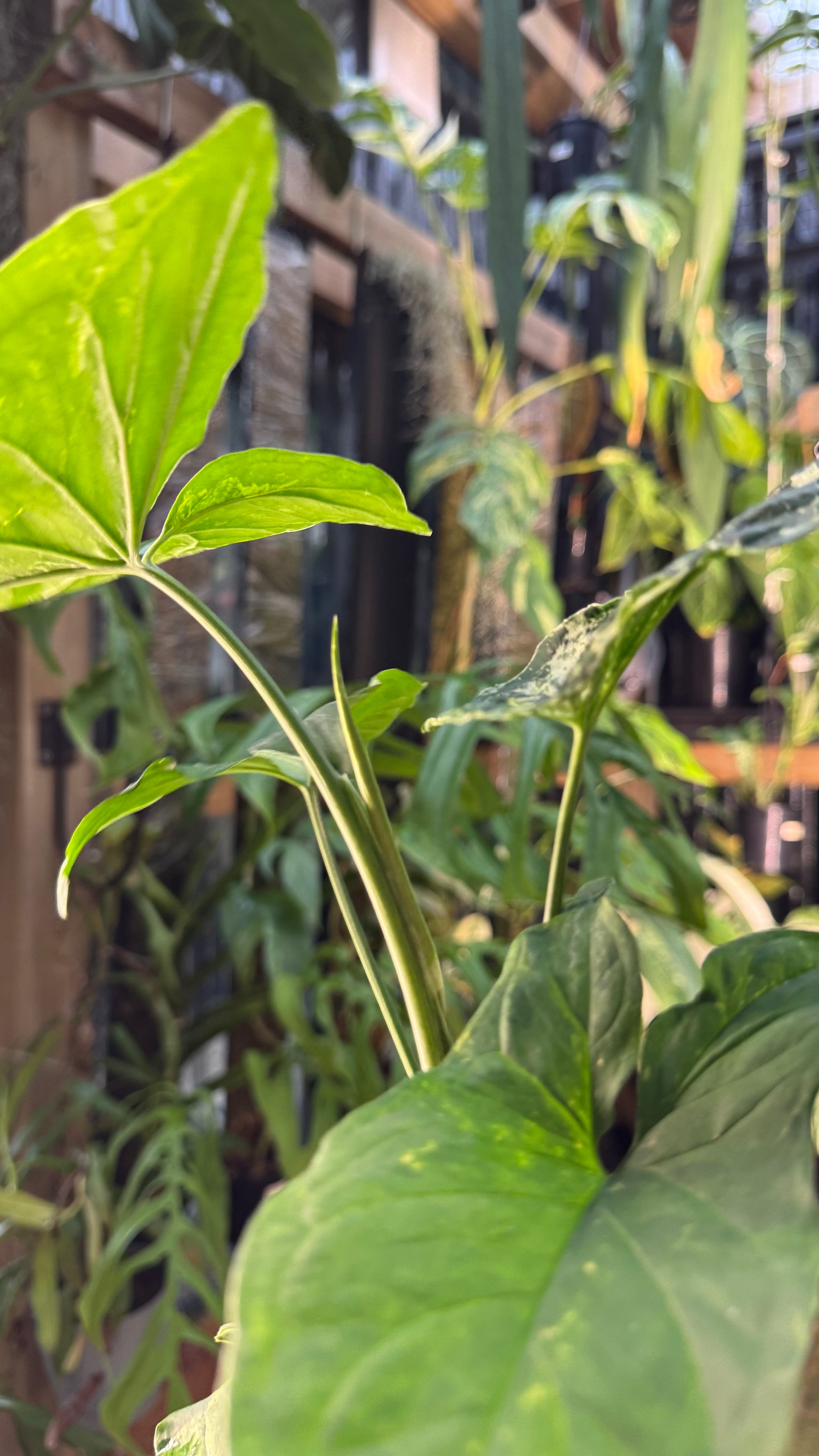 Syngonium 'Mojito'