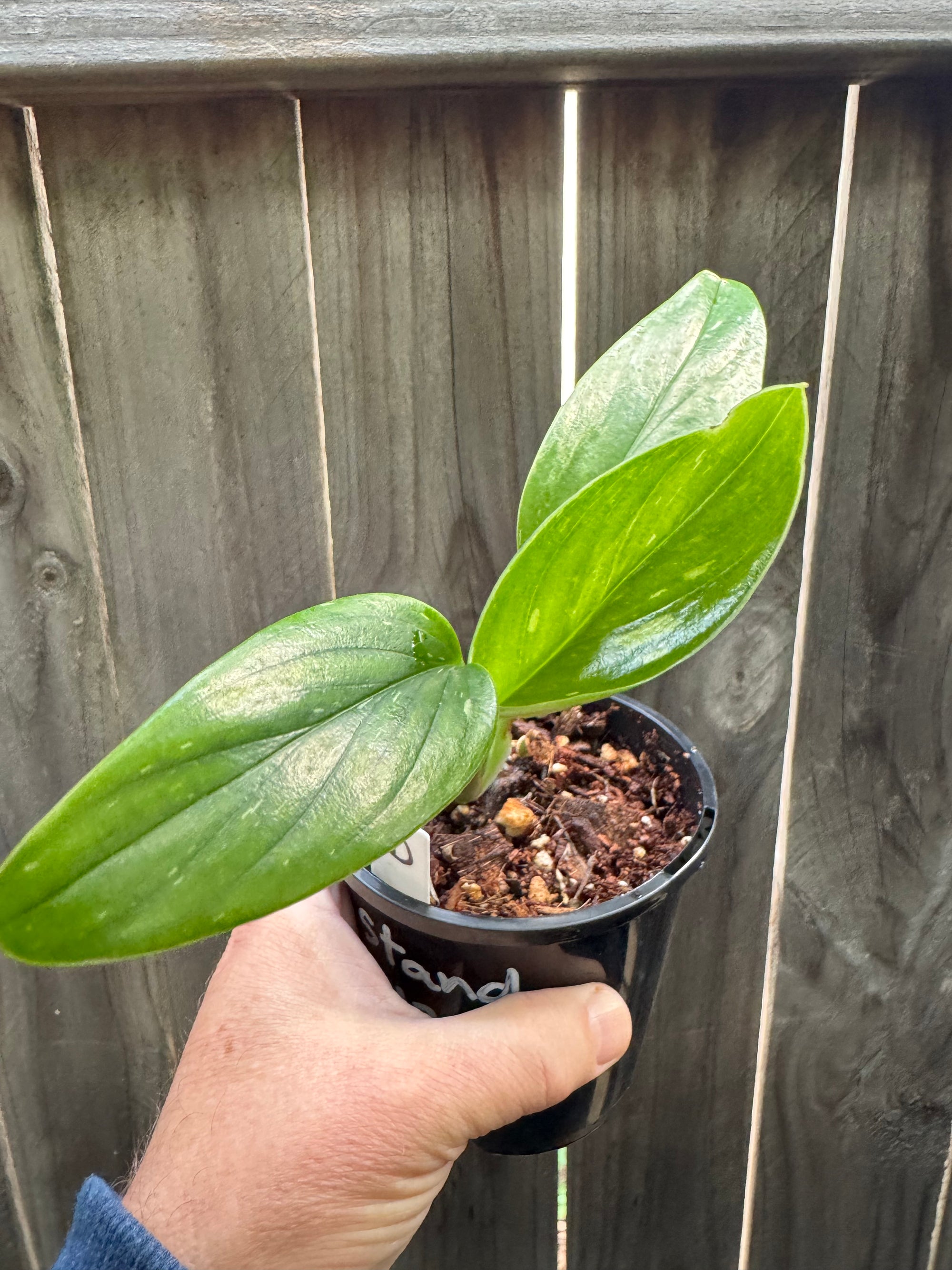 Monstera standleyana