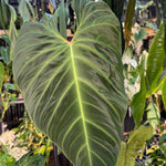 Philodendron ‘Splendid’ — Large Exact Specimen