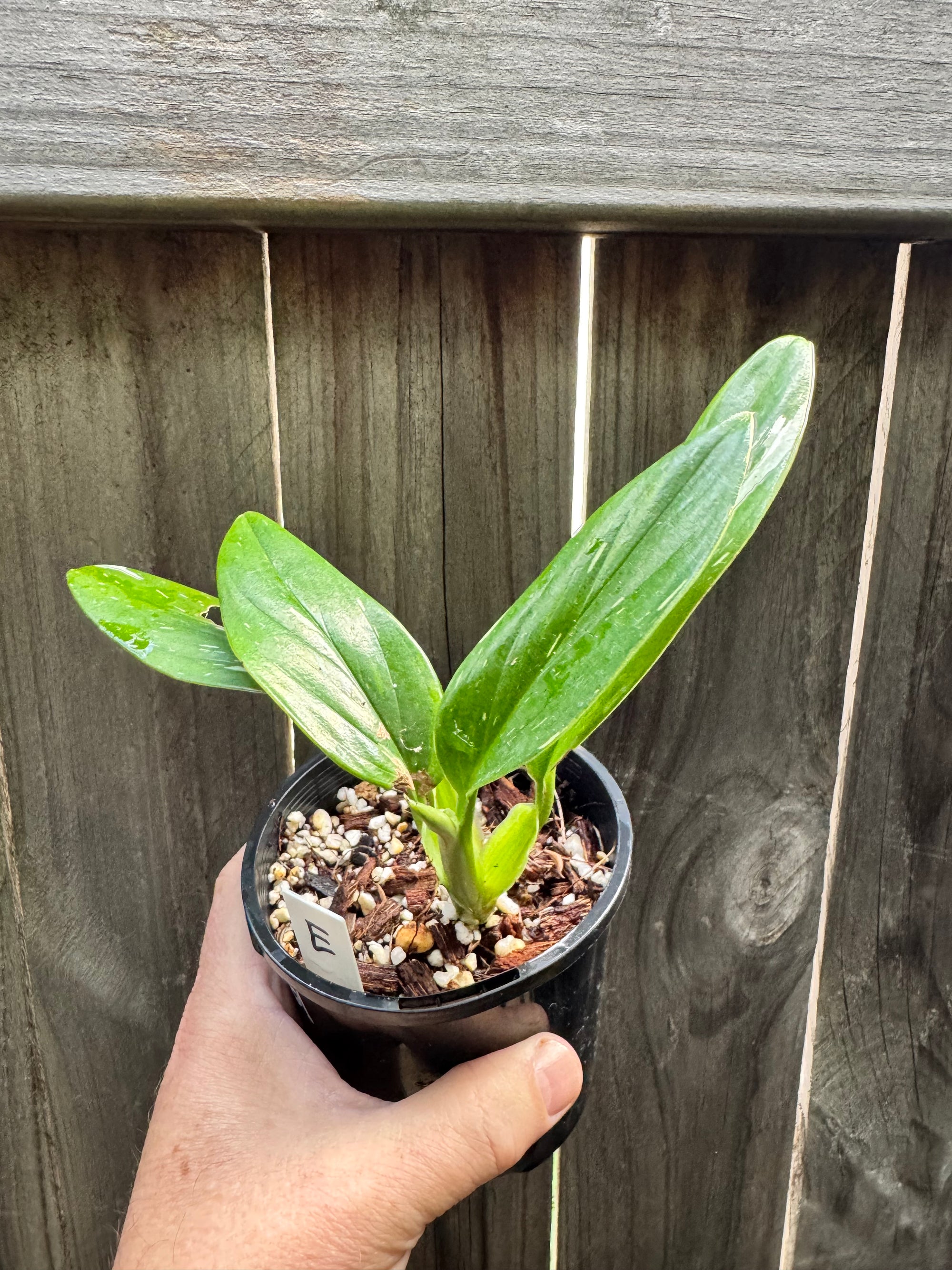 Monstera standleyana