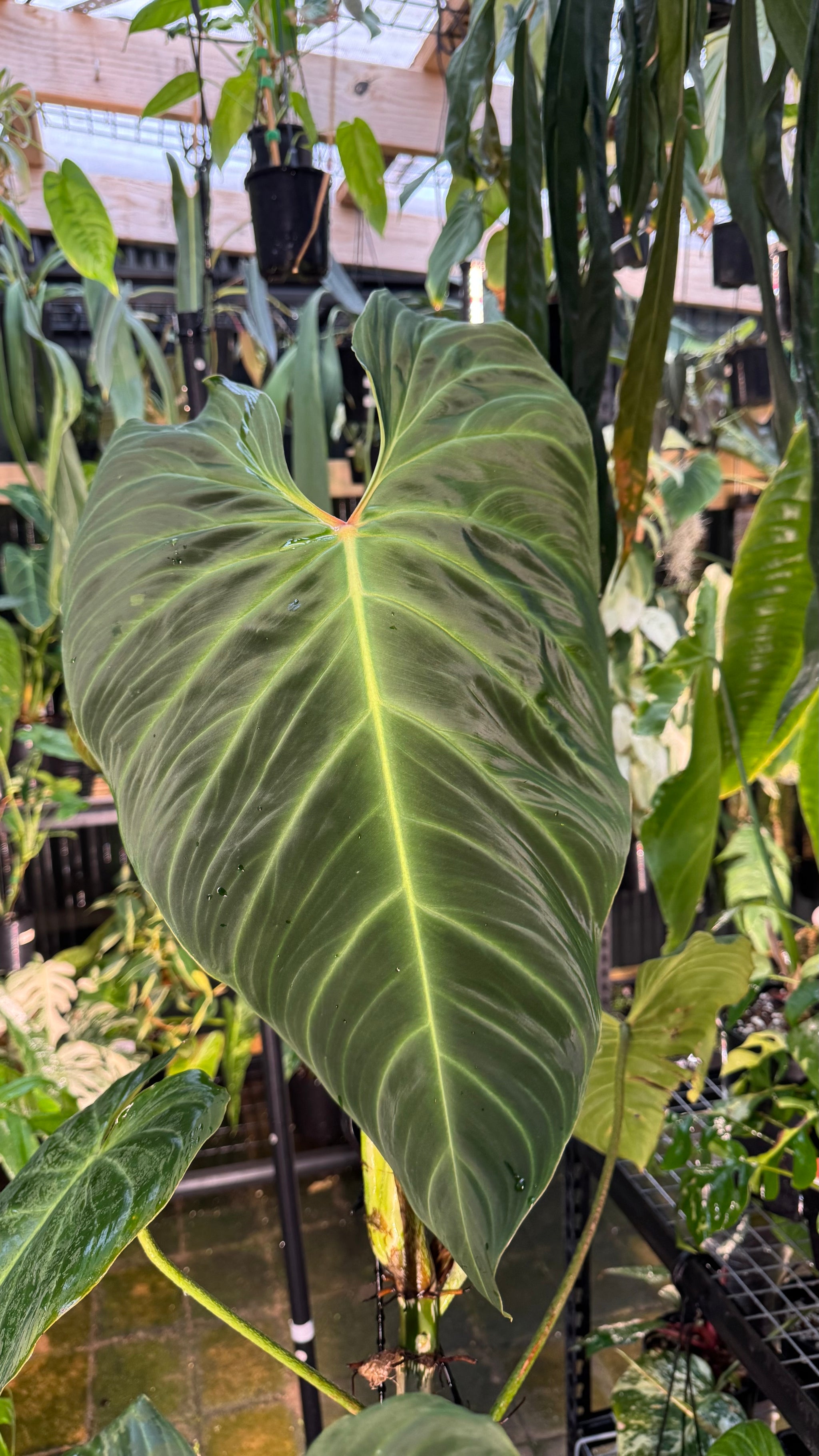 Philodendron ‘Splendid’ — Large Exact Specimen