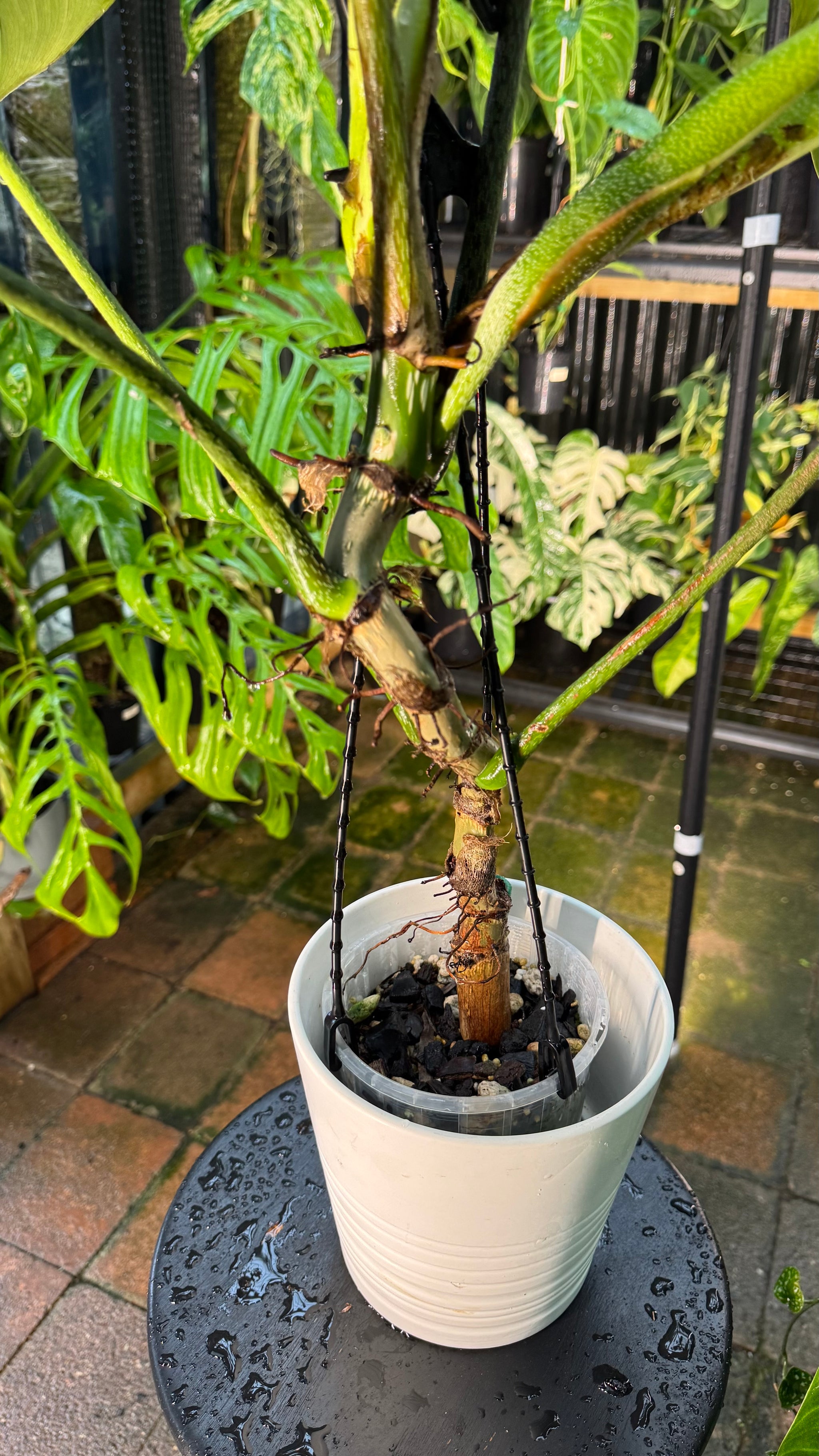 Philodendron ‘Splendid’ — Large Exact Specimen