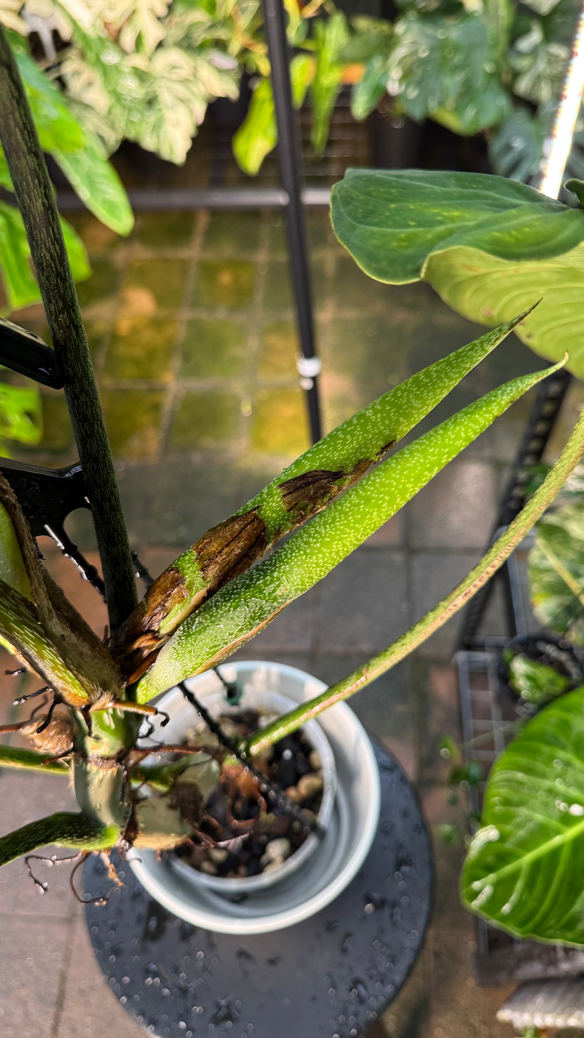 Philodendron ‘Splendid’ — Large Exact Specimen