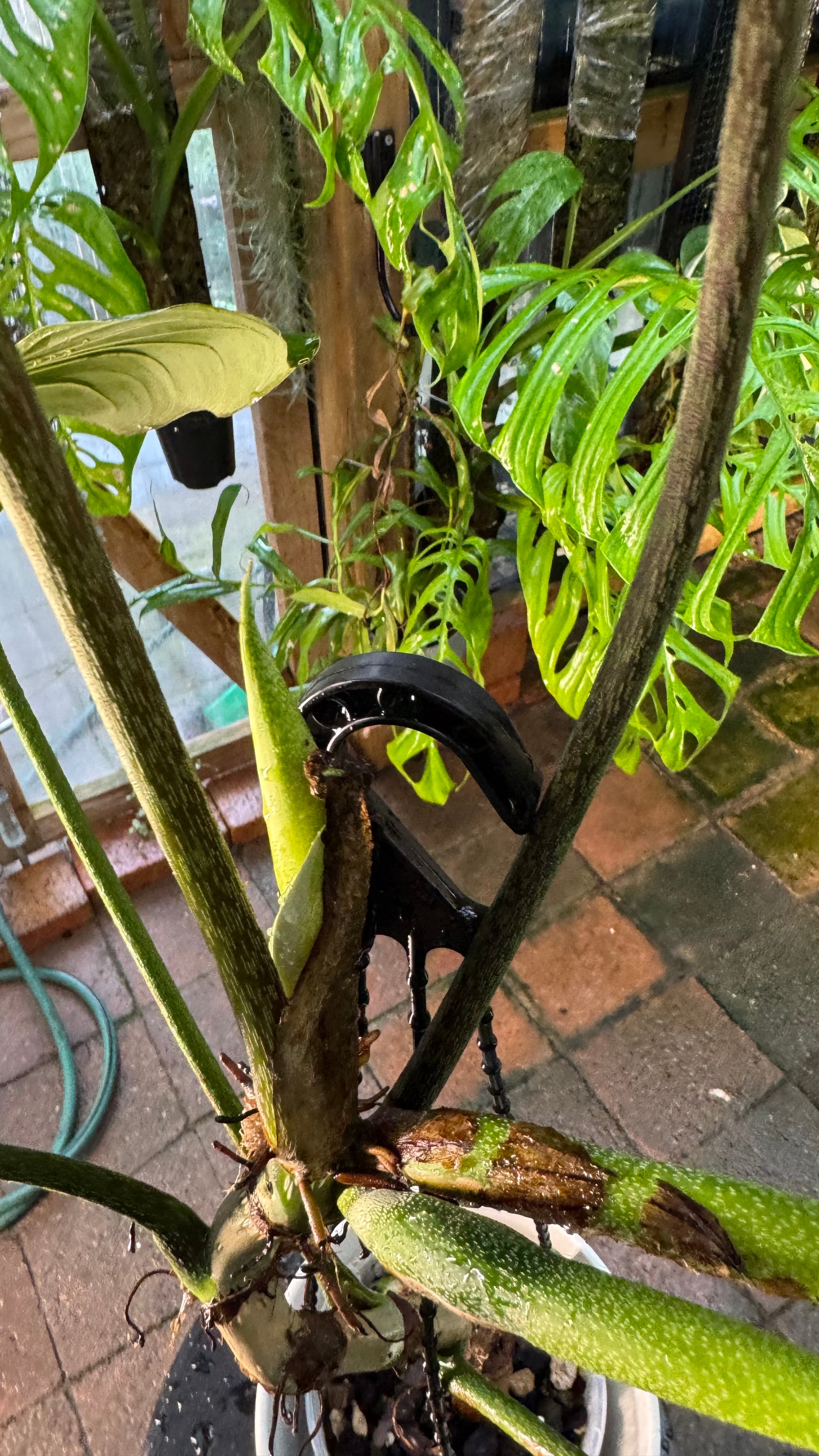 Philodendron ‘Splendid’ — Large Exact Specimen