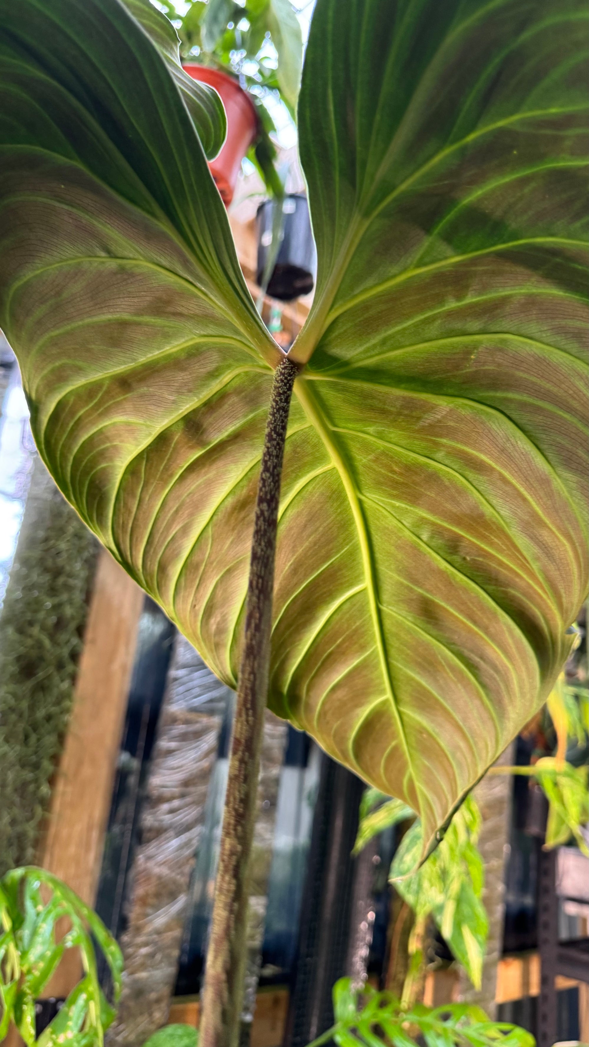 Philodendron ‘Splendid’ — Large Exact Specimen