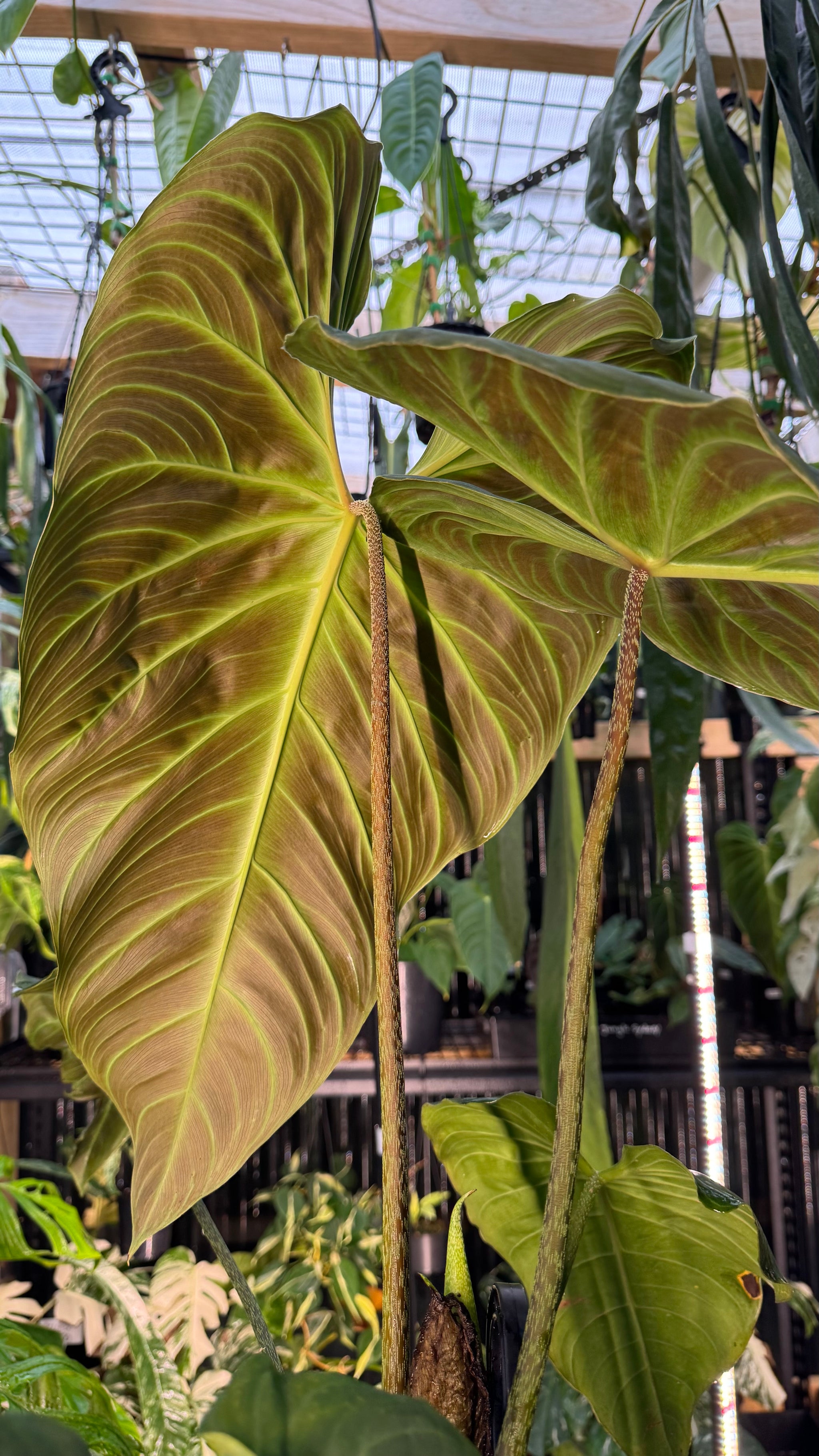 Philodendron ‘Splendid’ — Large Exact Specimen