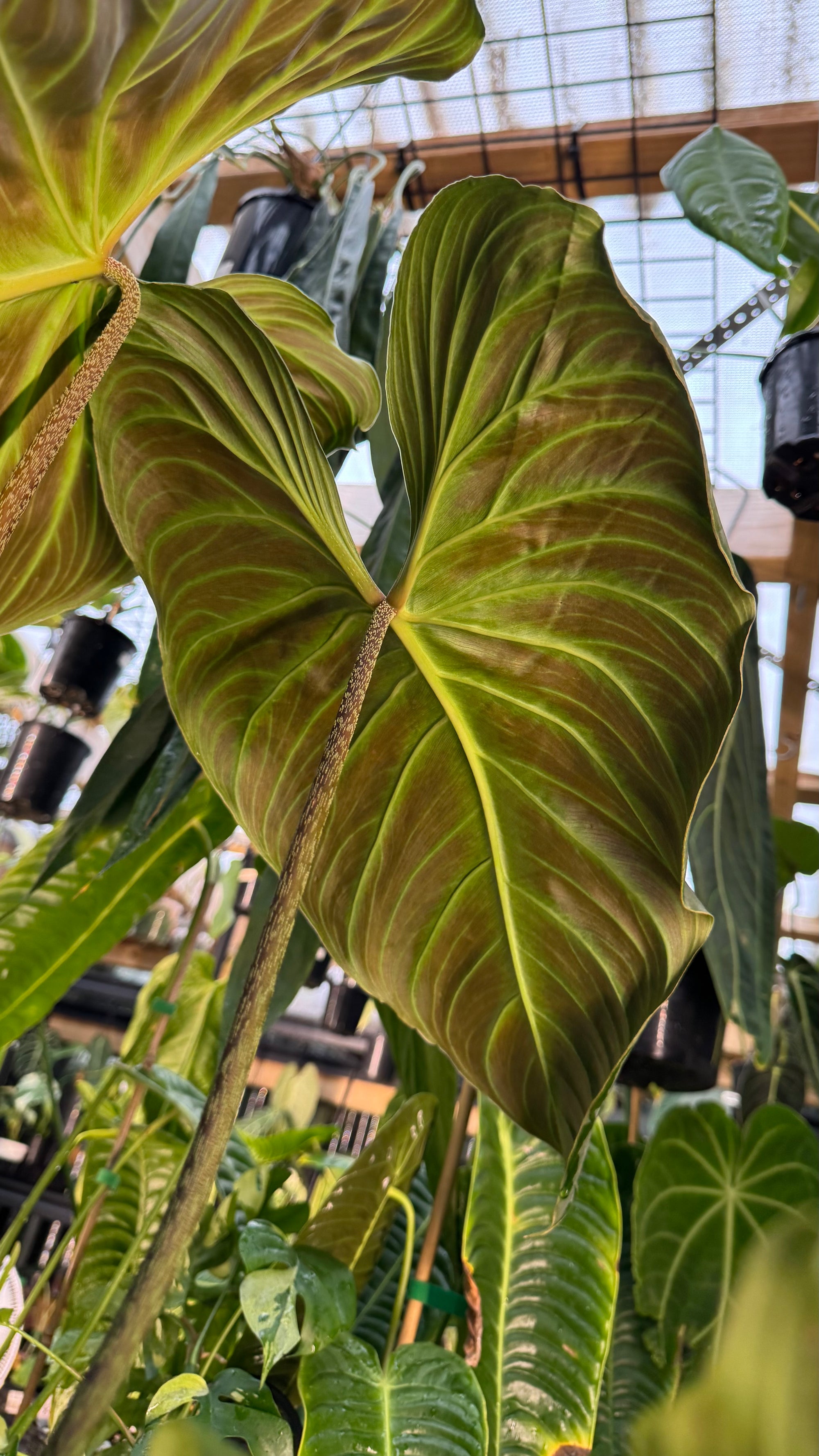 Philodendron ‘Splendid’ — Large Exact Specimen