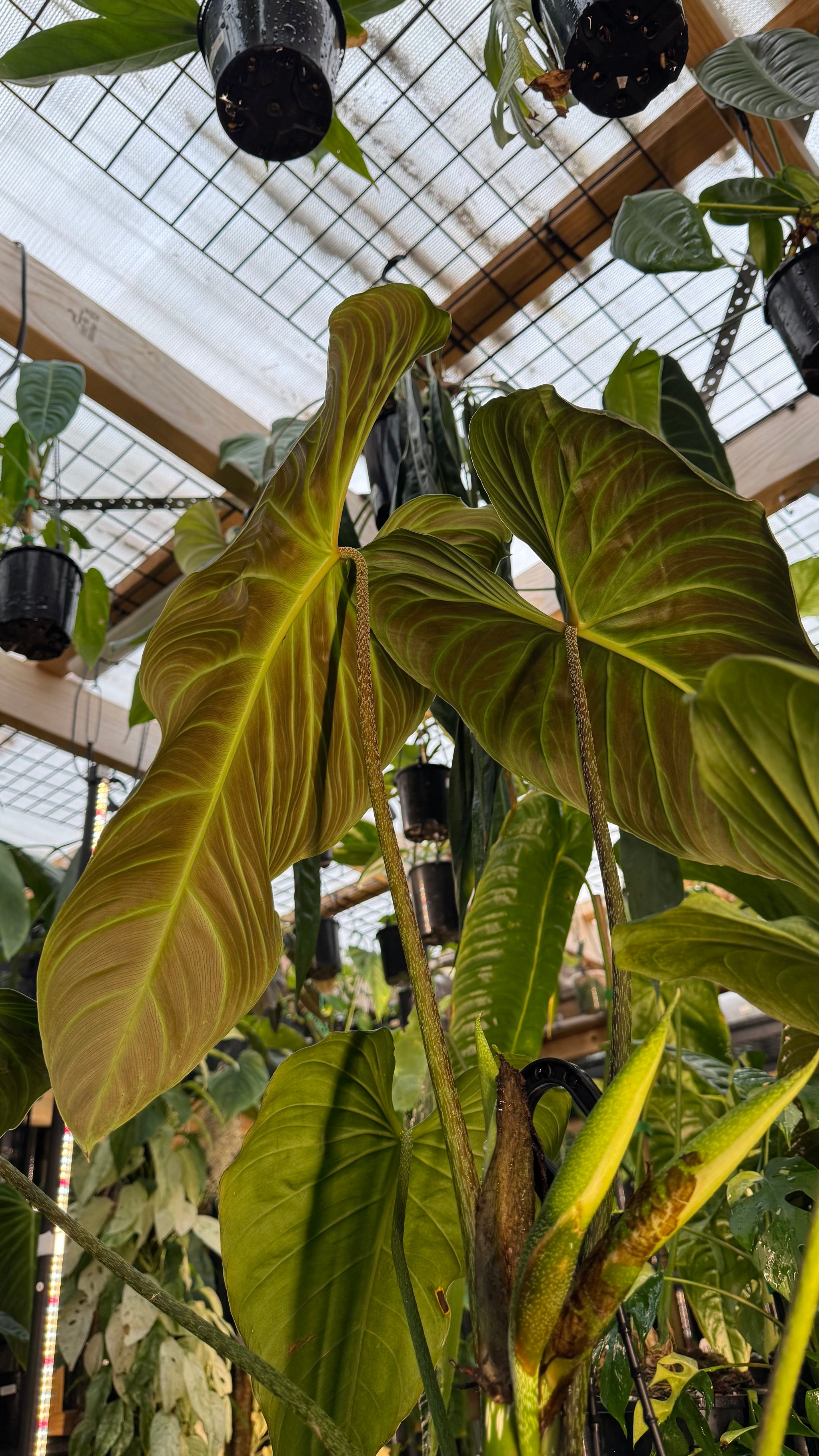 Philodendron ‘Splendid’ — Large Exact Specimen
