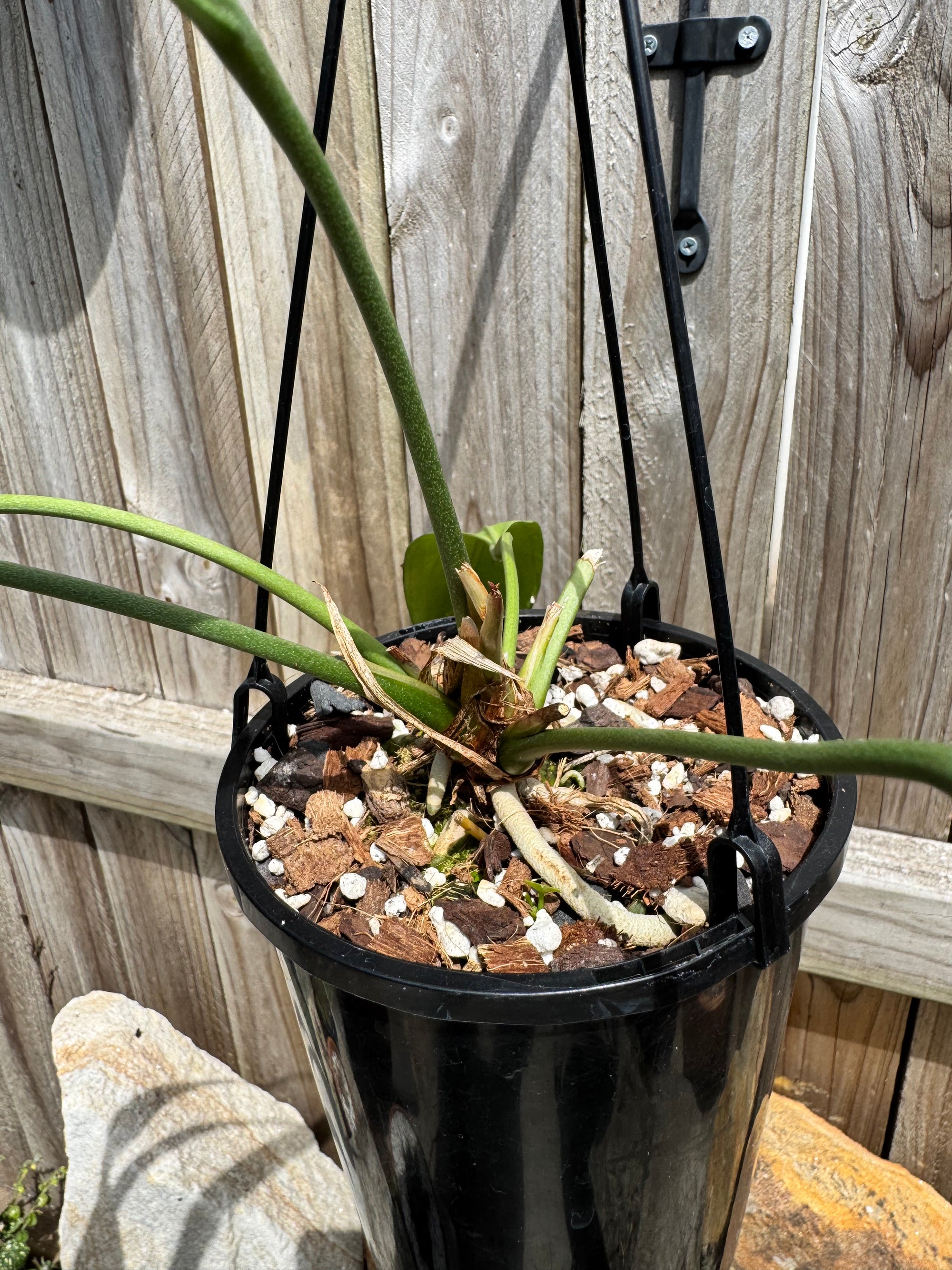 Anthurium vittarifolium