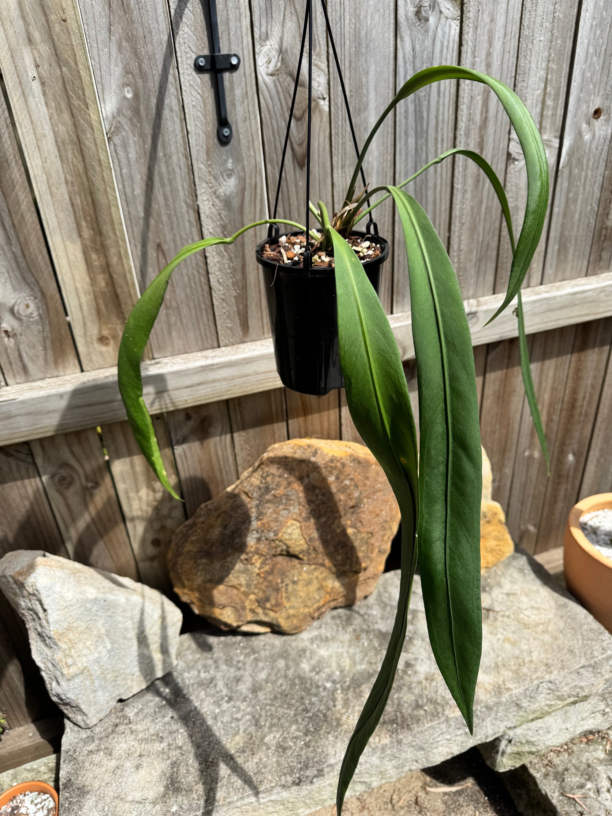 Anthurium vittarifolium