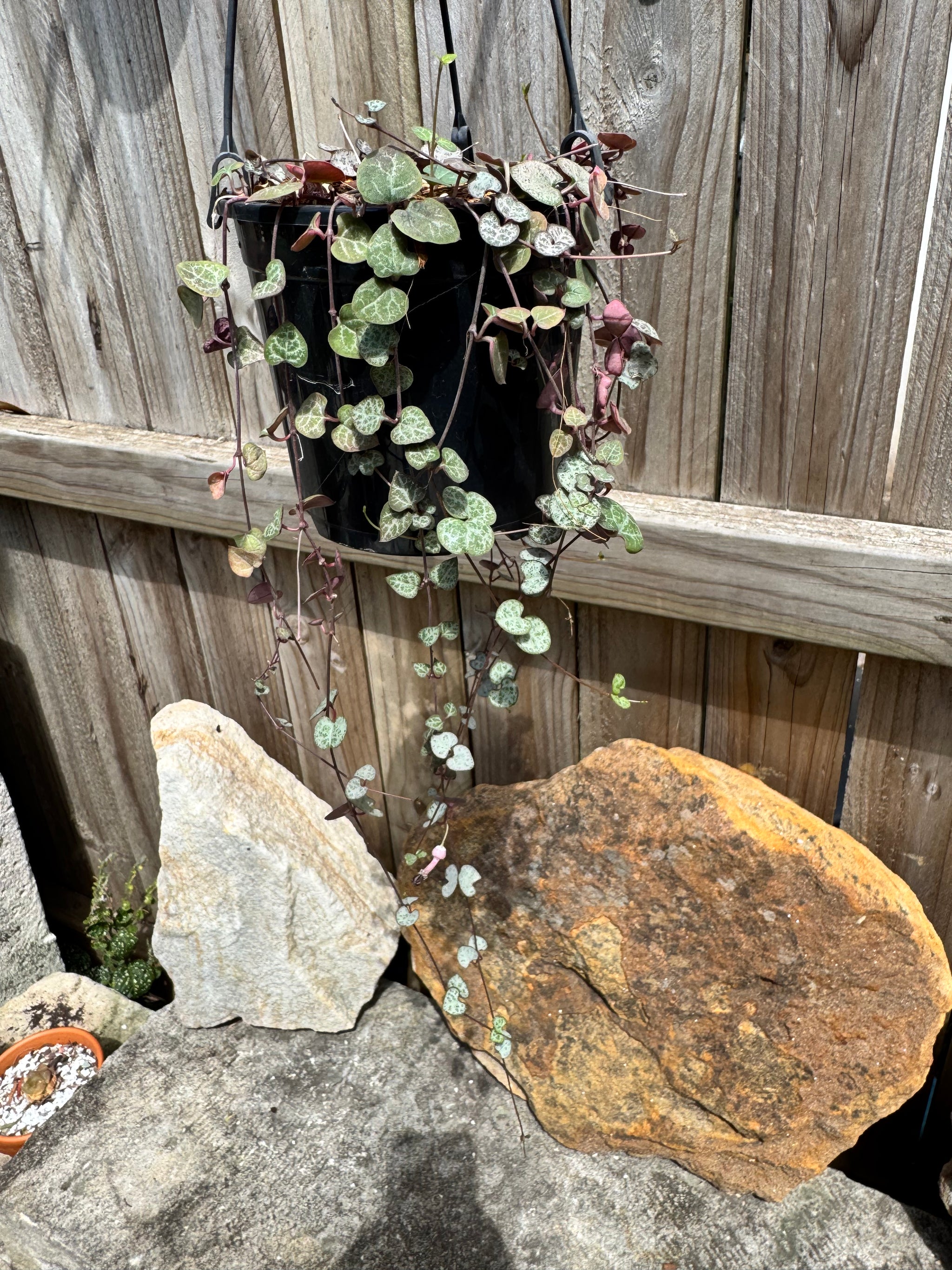 String Of Hearts Variegated.