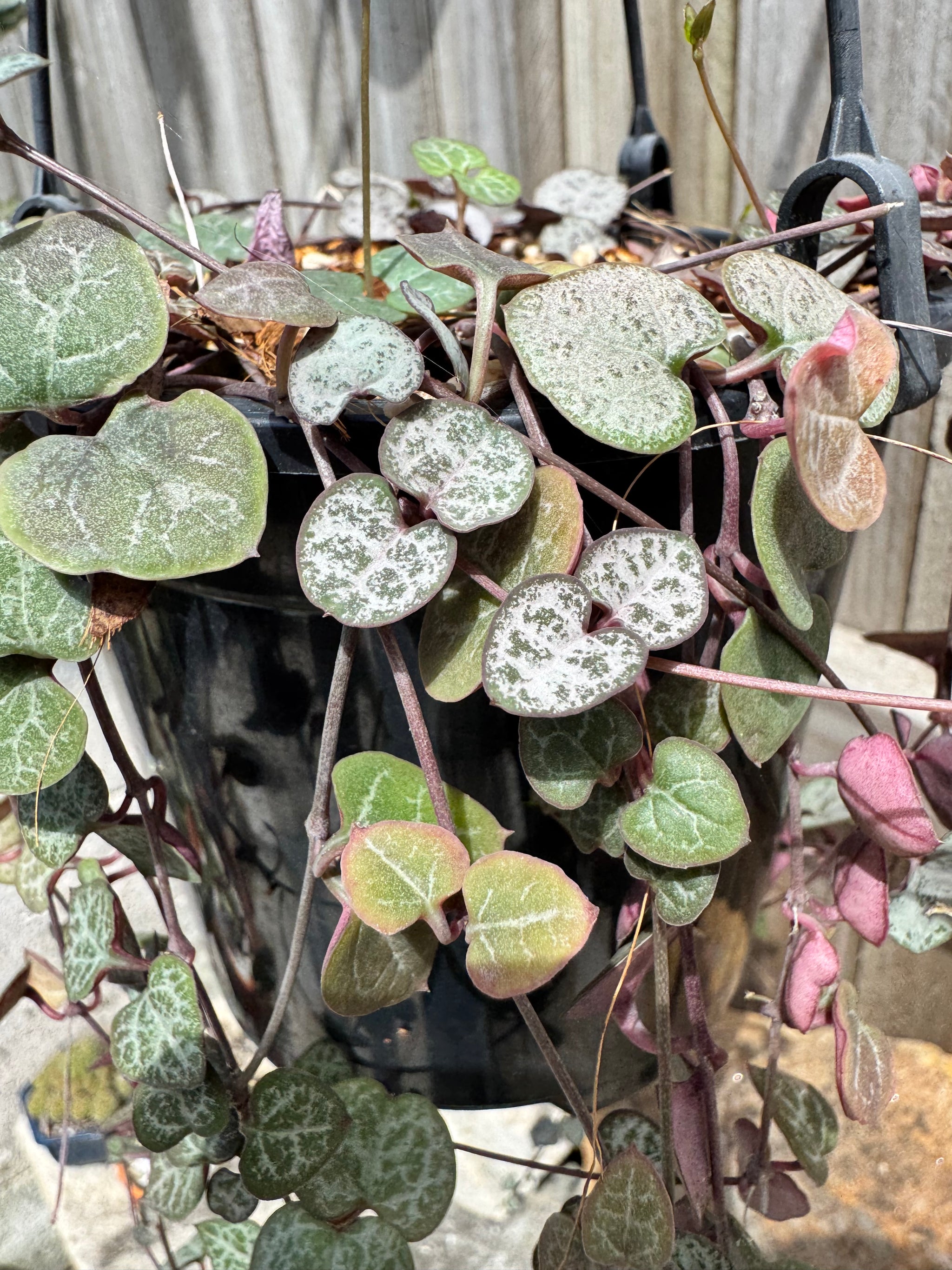 String Of Hearts Variegated.