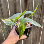 Epipremnum pinnatum 'Dragon Tail' variegated A