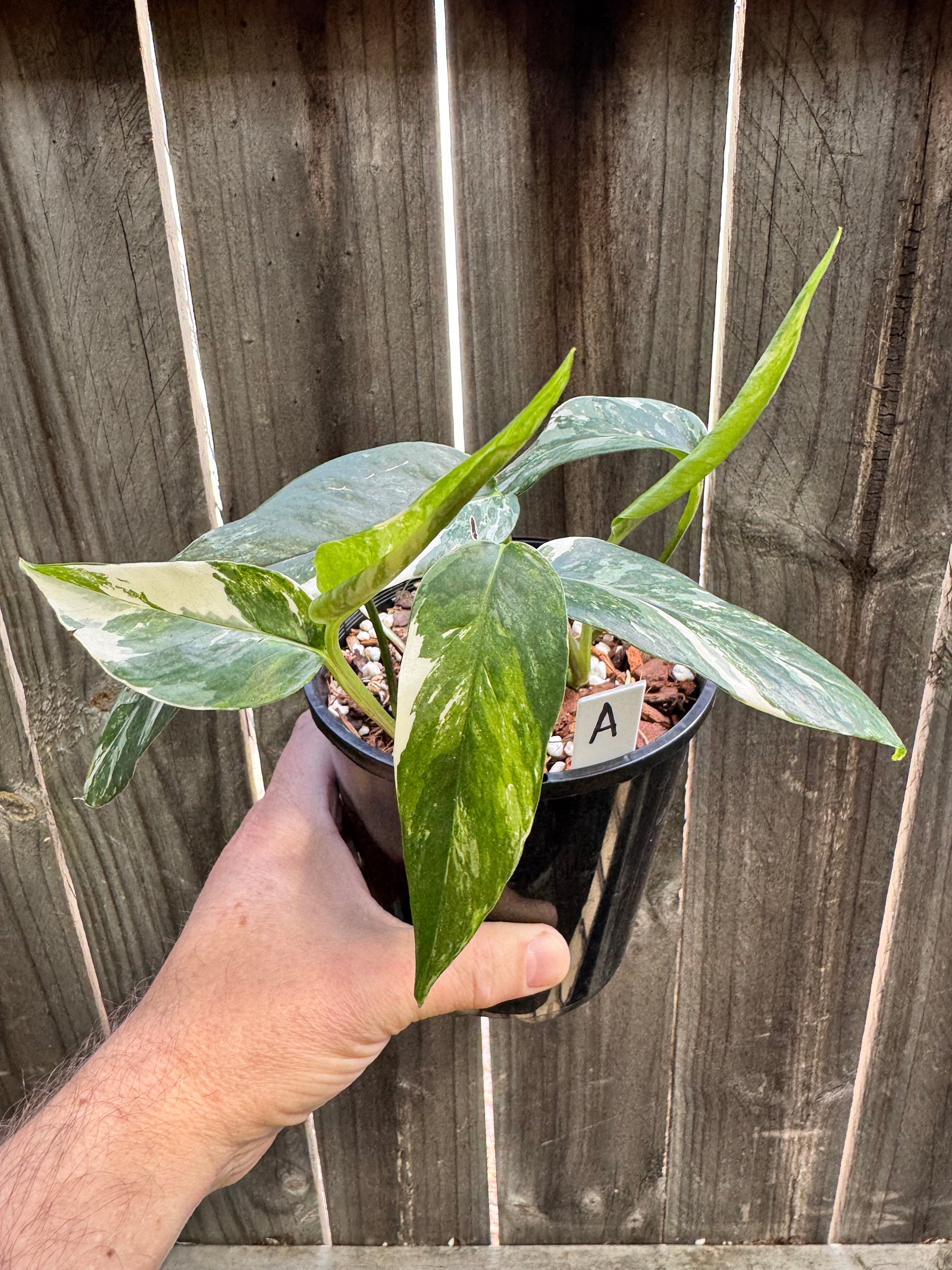 Epipremnum pinnatum 'Dragon Tail' variegated A