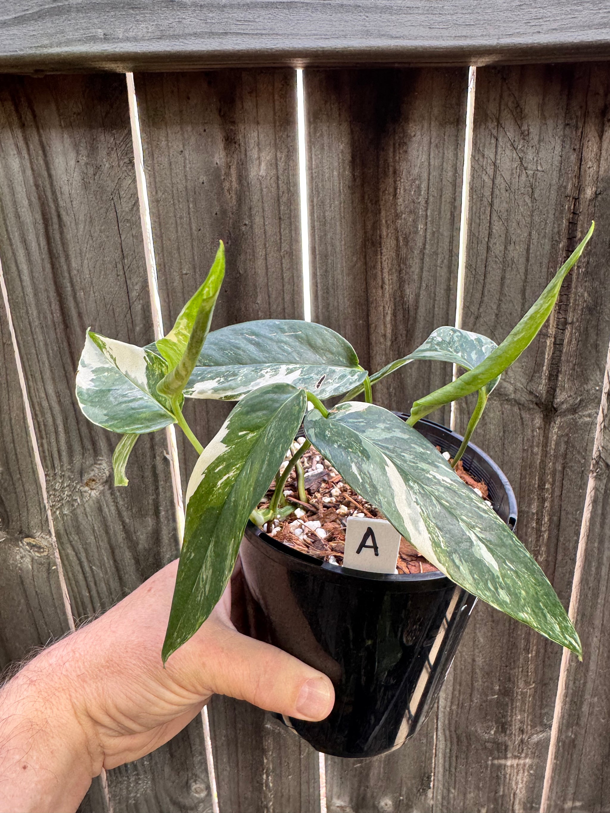 Epipremnum pinnatum 'Dragon Tail' variegated A