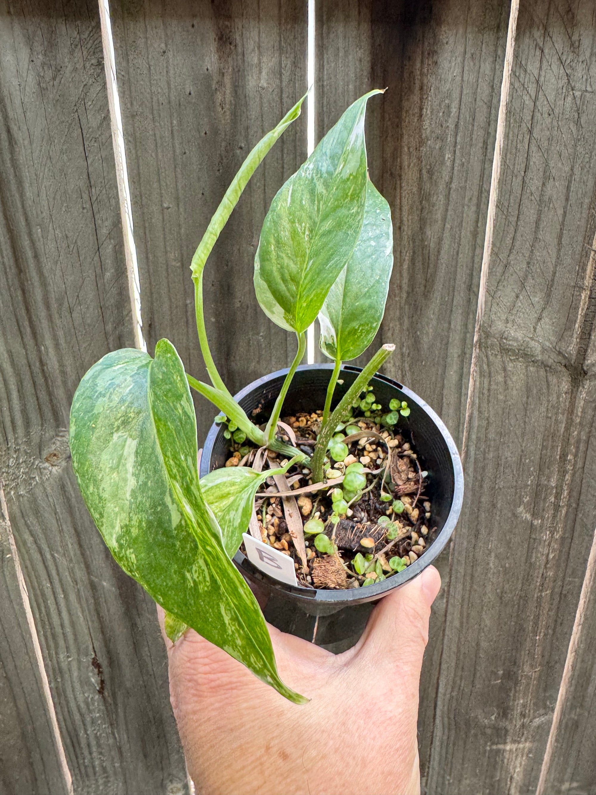 Epipremnum pinnatum 'Dragon Tail' variegated B