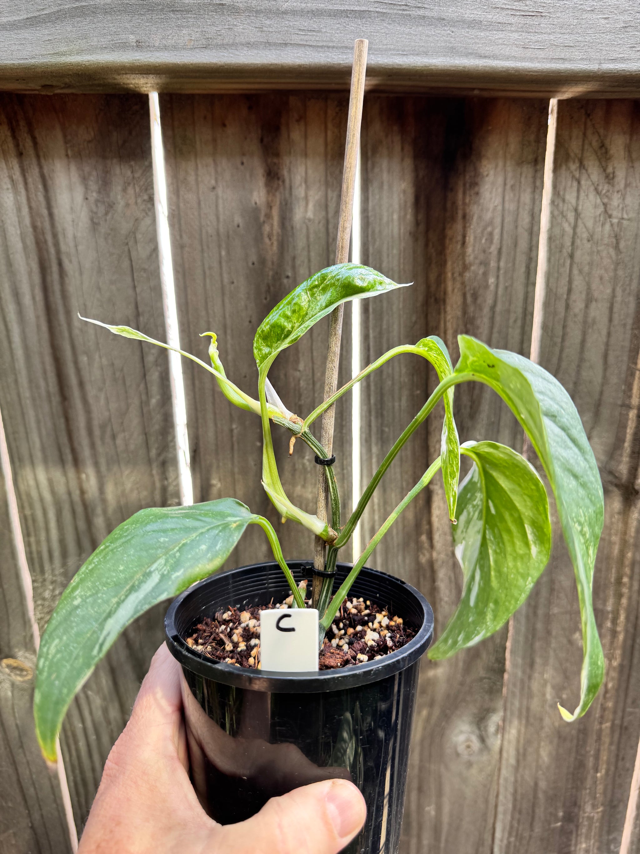 Epipremnum pinnatum 'Dragon Tail' variegated C