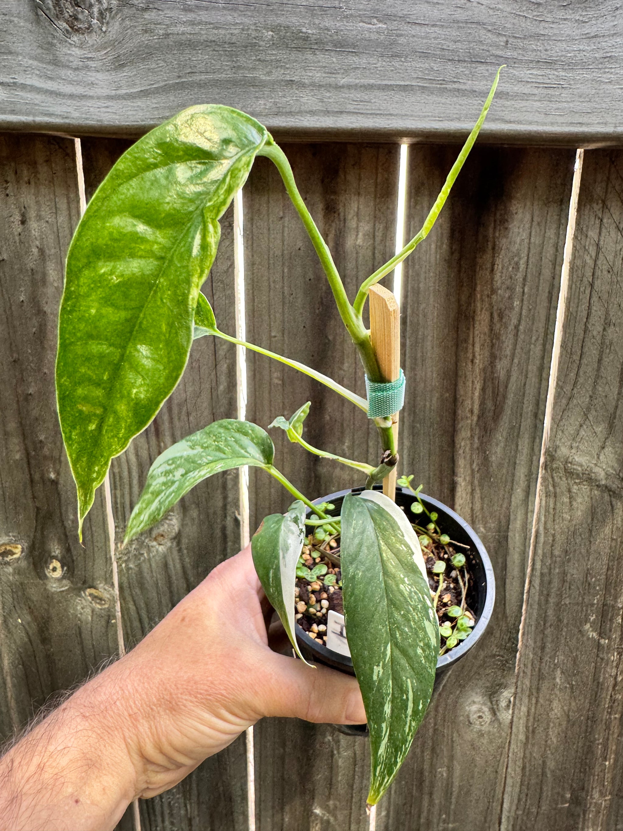 Epipremnum pinnatum 'Dragon Tail' variegated D