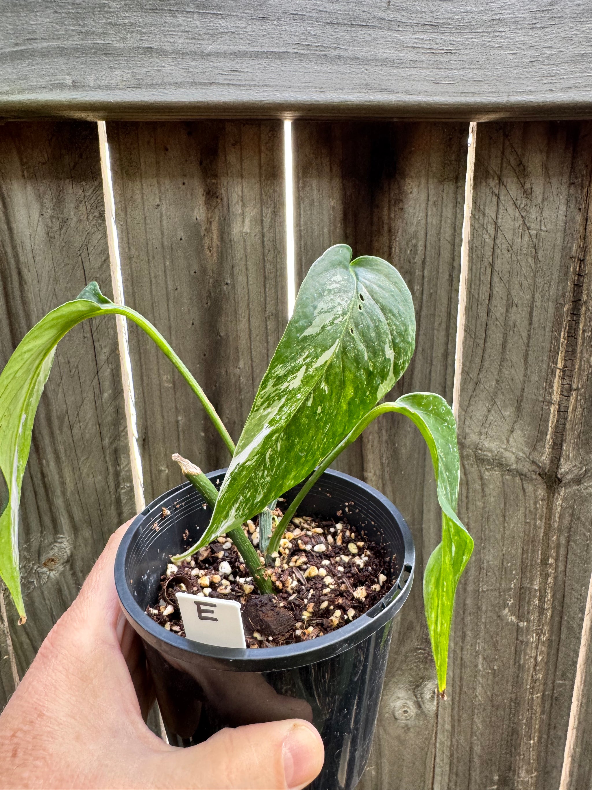 Epipremnum pinnatum 'Dragon Tail' variegated E