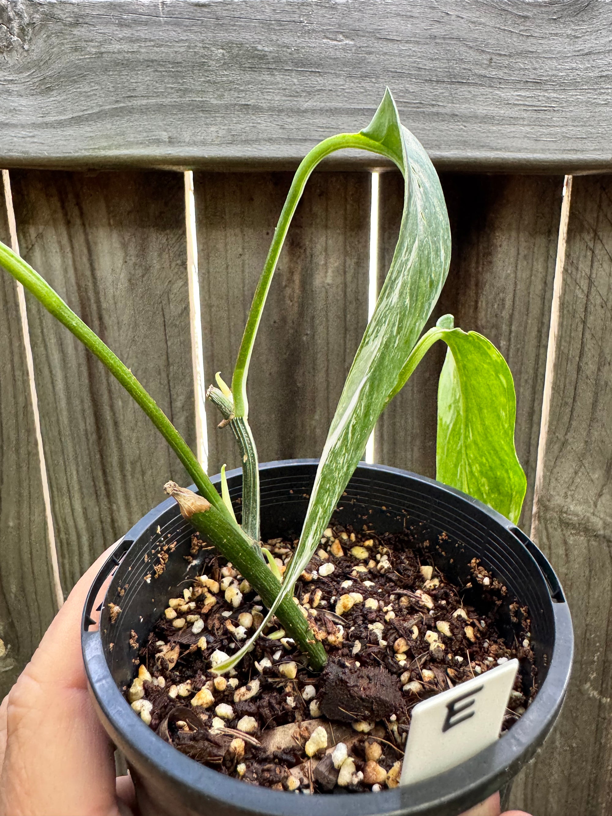 Epipremnum pinnatum 'Dragon Tail' variegated E