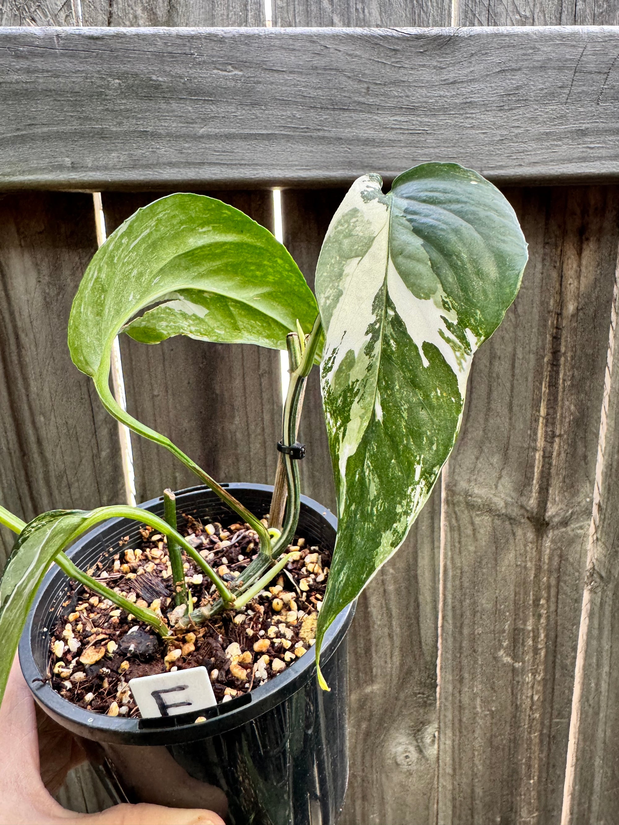 Epipremnum pinnatum 'Dragon Tail' variegated F