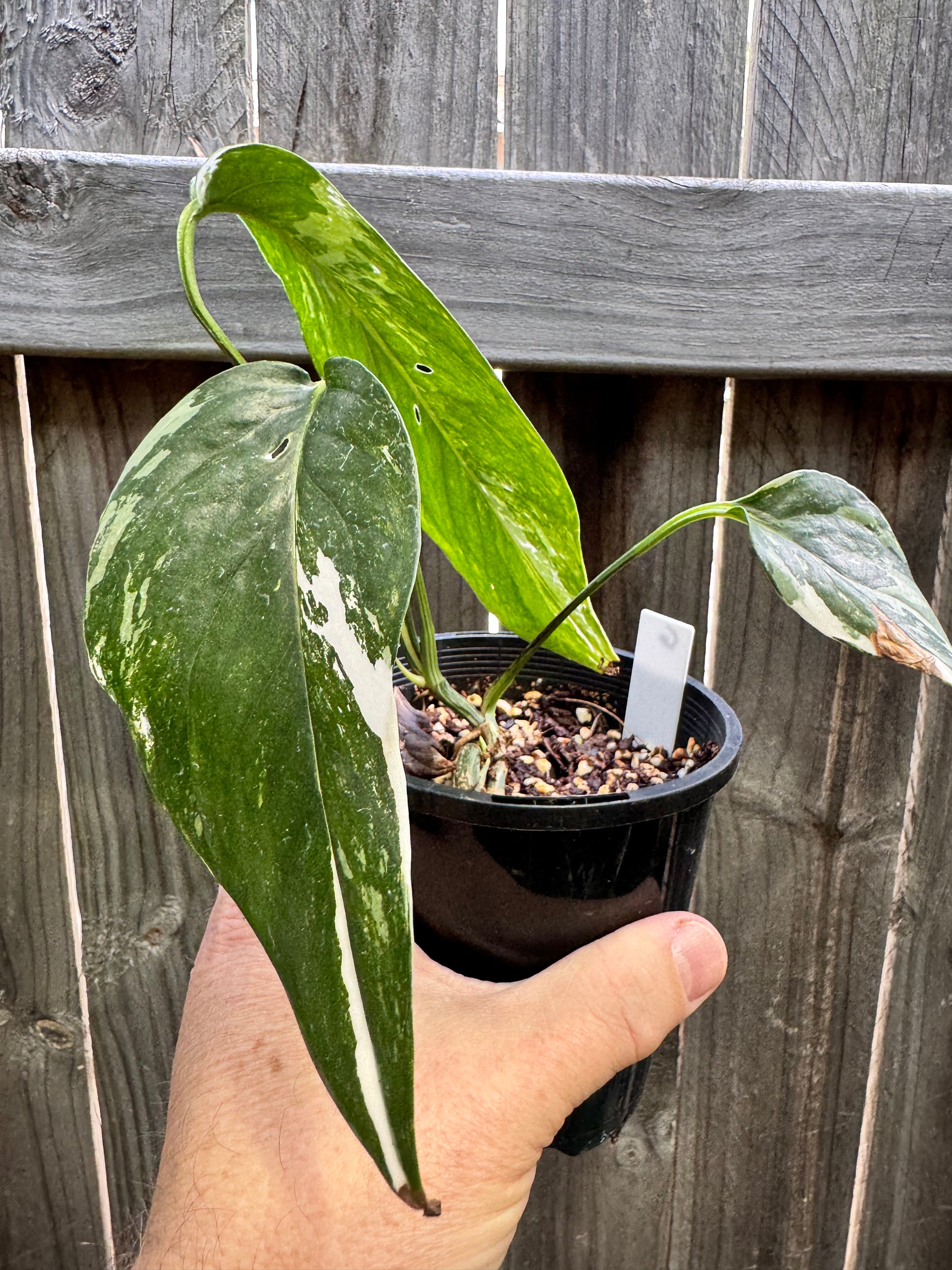 Epipremnum pinnatum 'Dragon Tail' variegated G