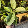 Ficus elastica ‘Schrijveriana’ — Moonshine Rubber Plant