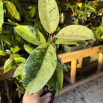 Ficus elastica ‘Schrijveriana’ — Moonshine Rubber Plant