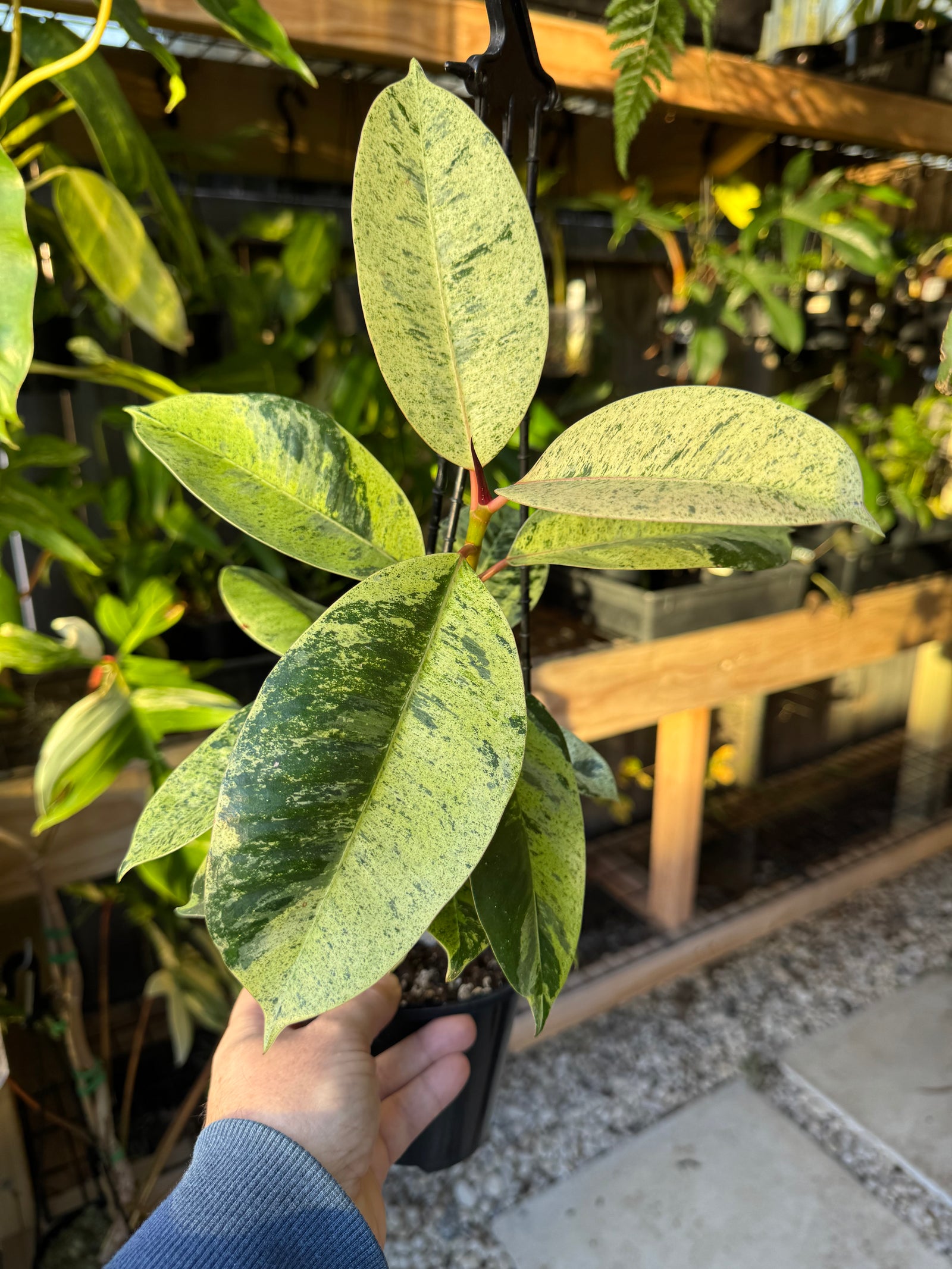 Ficus elastica ‘Schrijveriana’ — Moonshine Rubber Plant