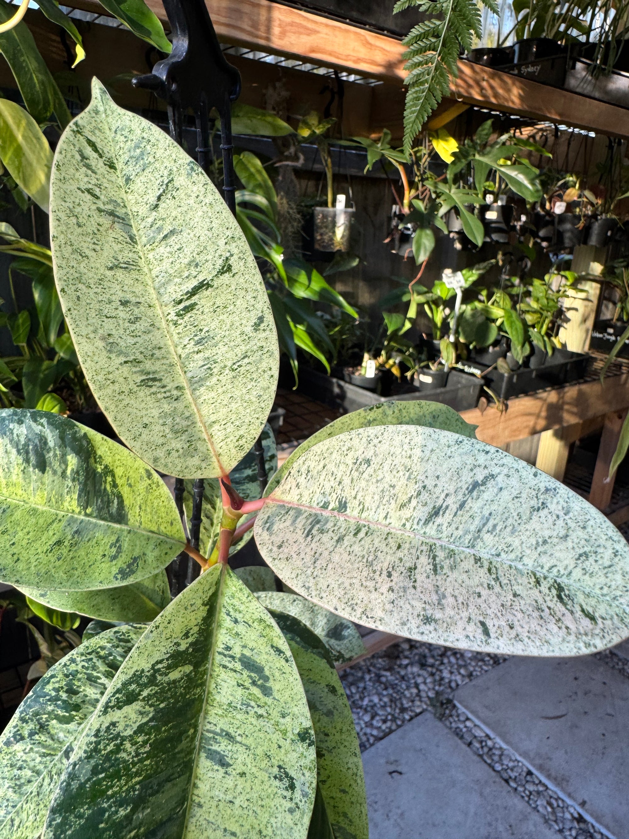 Ficus elastica ‘Schrijveriana’ — Moonshine Rubber Plant