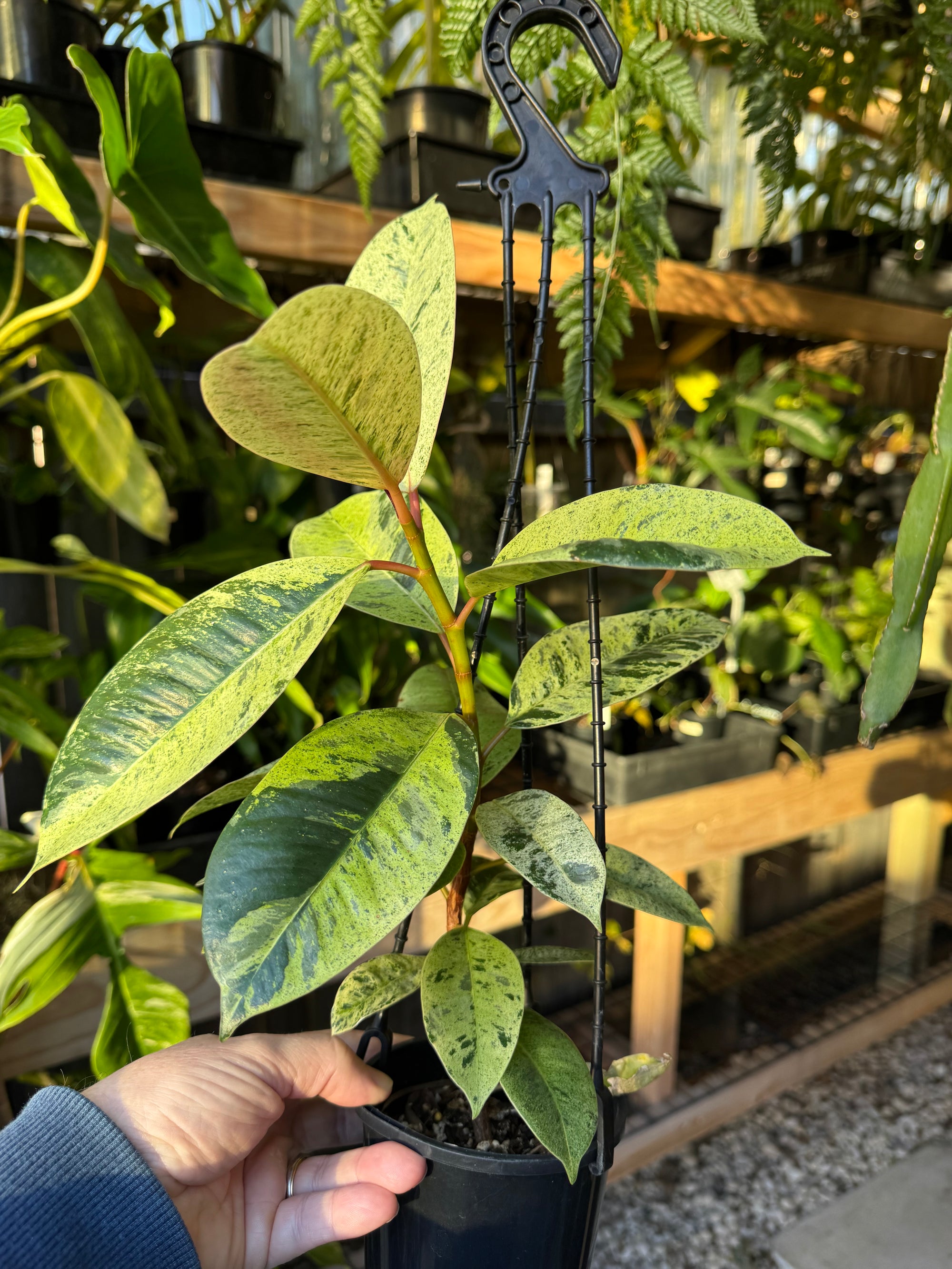 Ficus elastica ‘Schrijveriana’ — Moonshine Rubber Plant