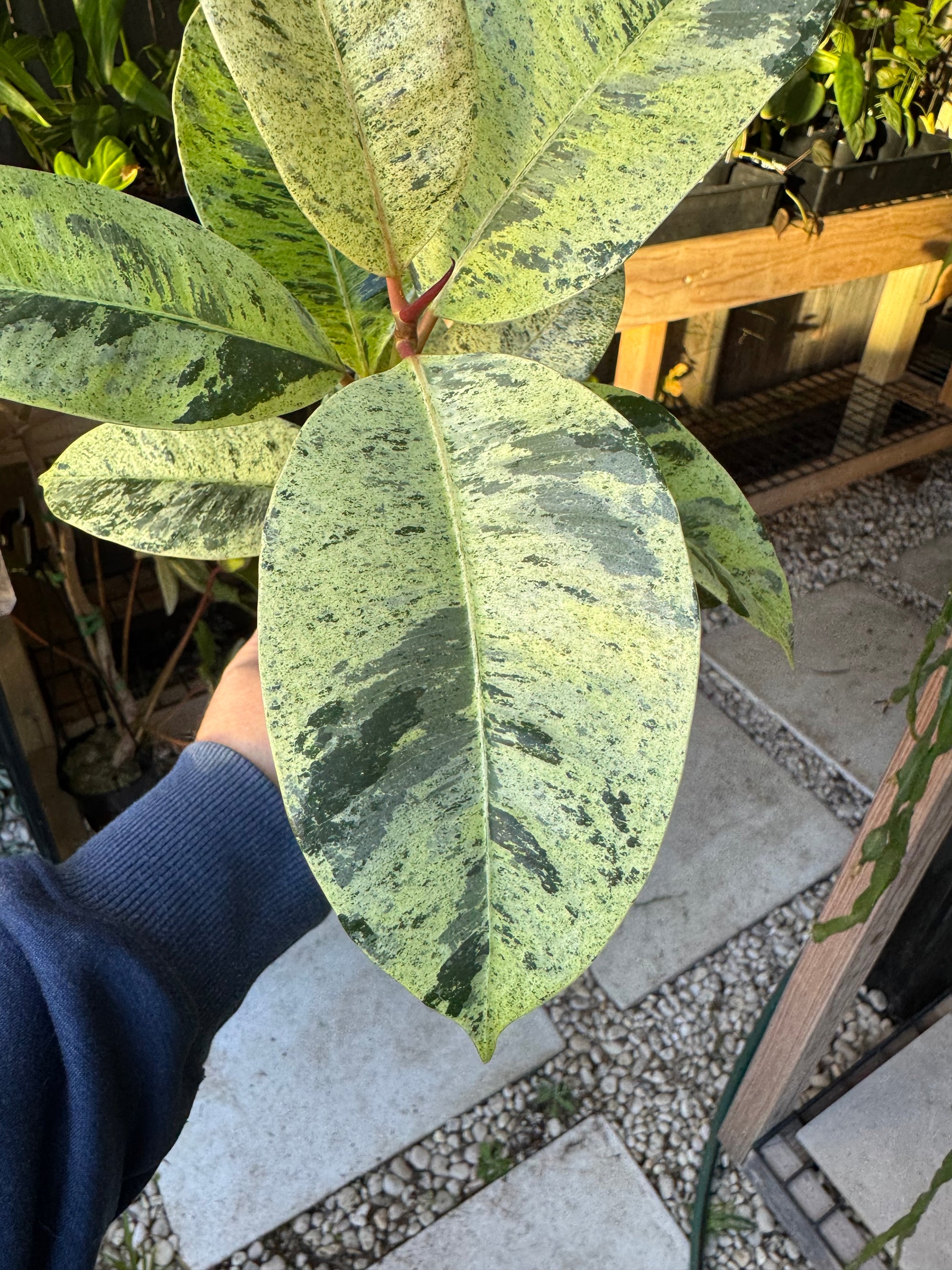 Ficus elastica ‘Schrijveriana’ — Moonshine Rubber Plant