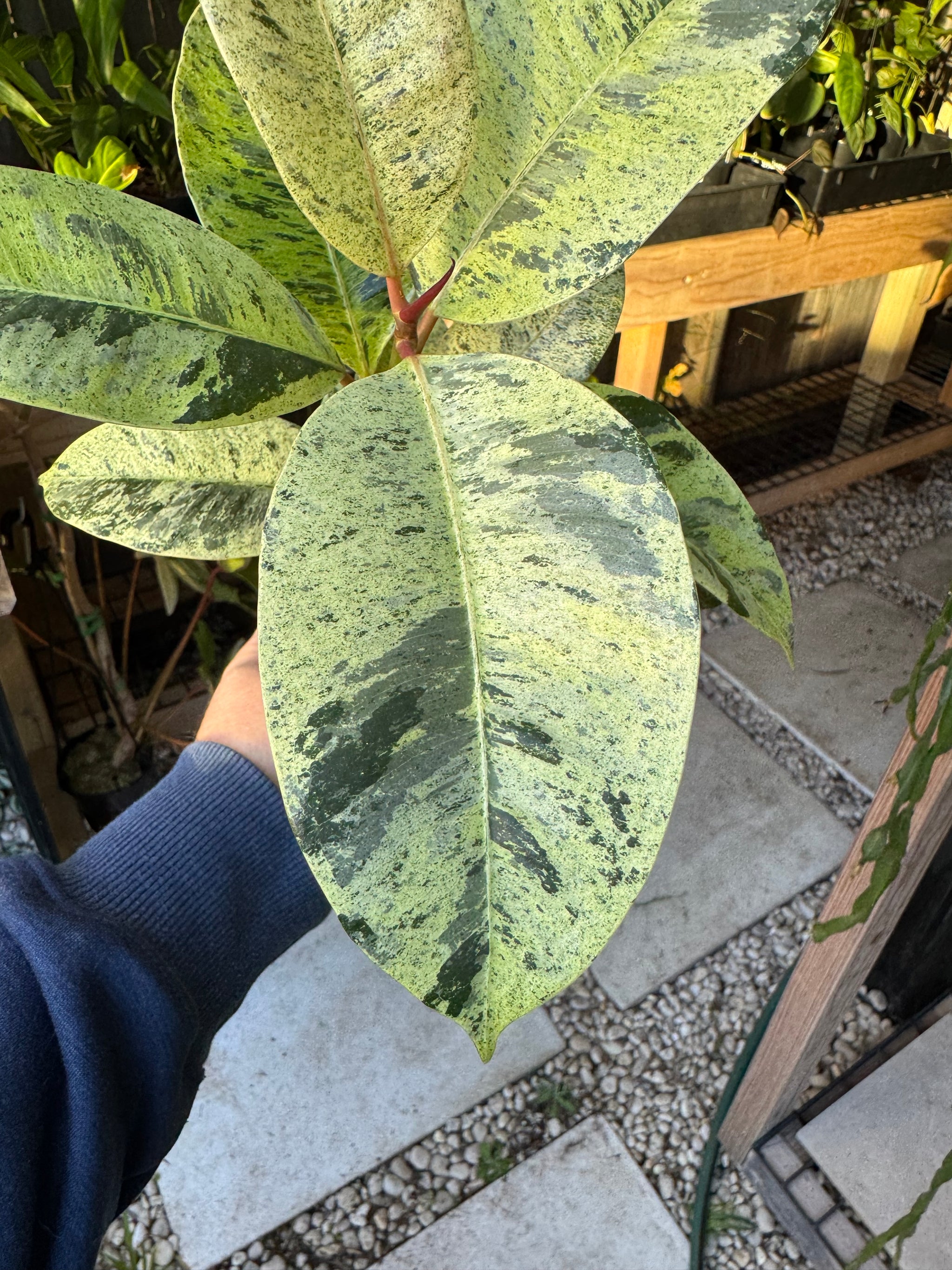 Ficus elastica ‘Schrijveriana’ — Moonshine Rubber Plant