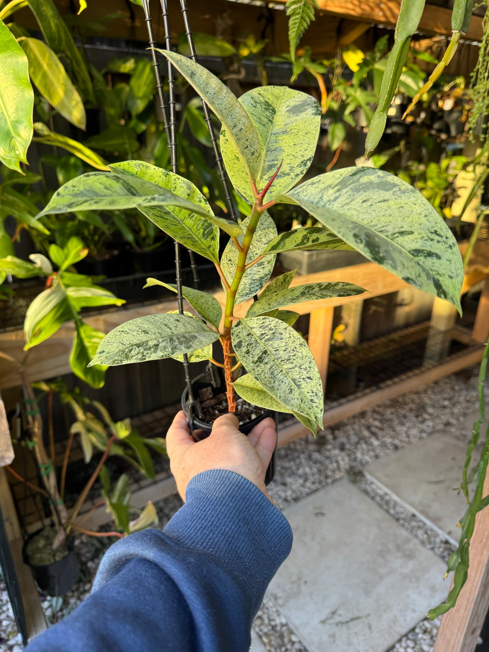 Ficus elastica ‘Schrijveriana’ — Moonshine Rubber Plant