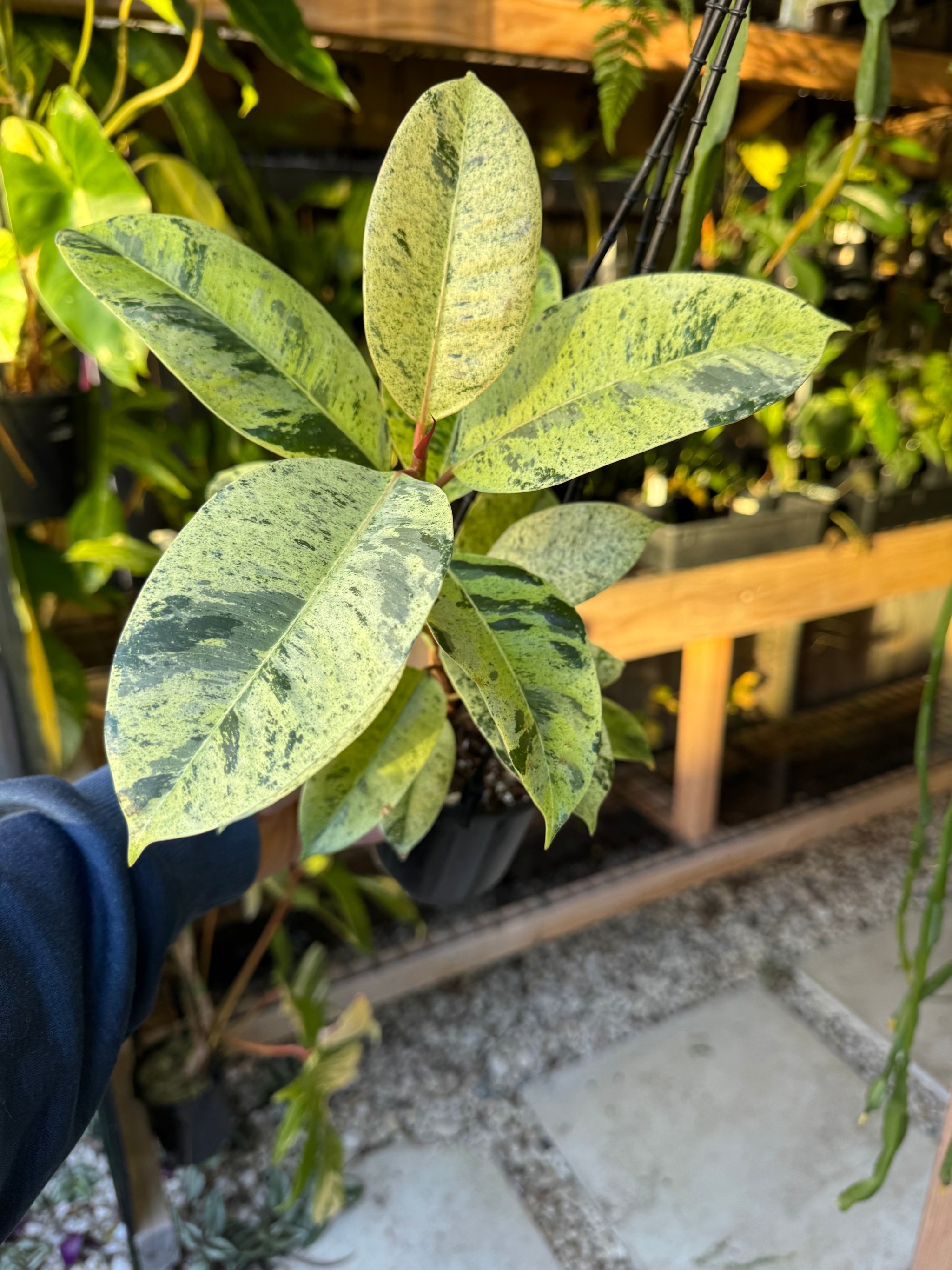 Ficus elastica ‘Schrijveriana’ — Moonshine Rubber Plant