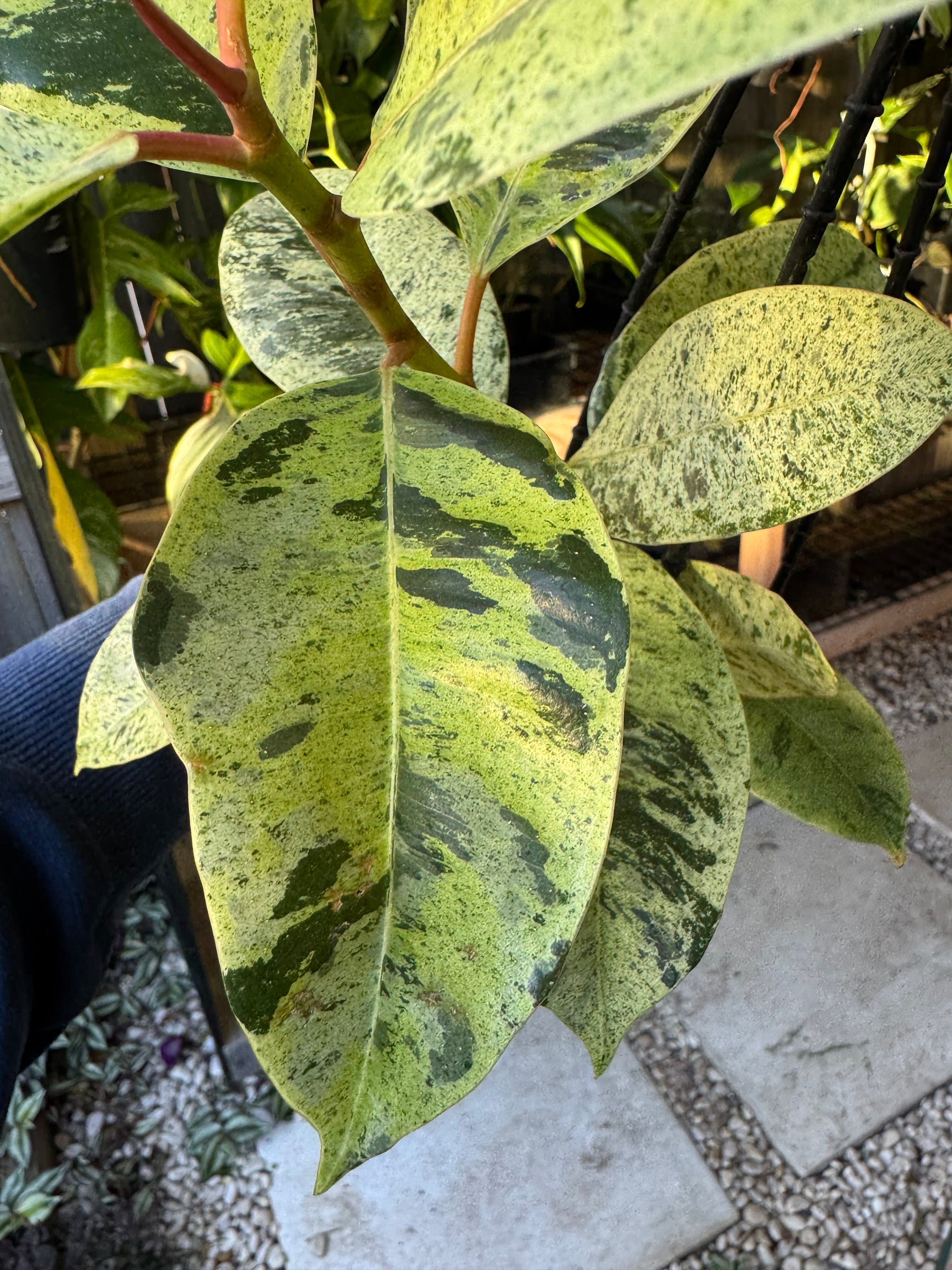 Ficus elastica ‘Schrijveriana’ — Moonshine Rubber Plant