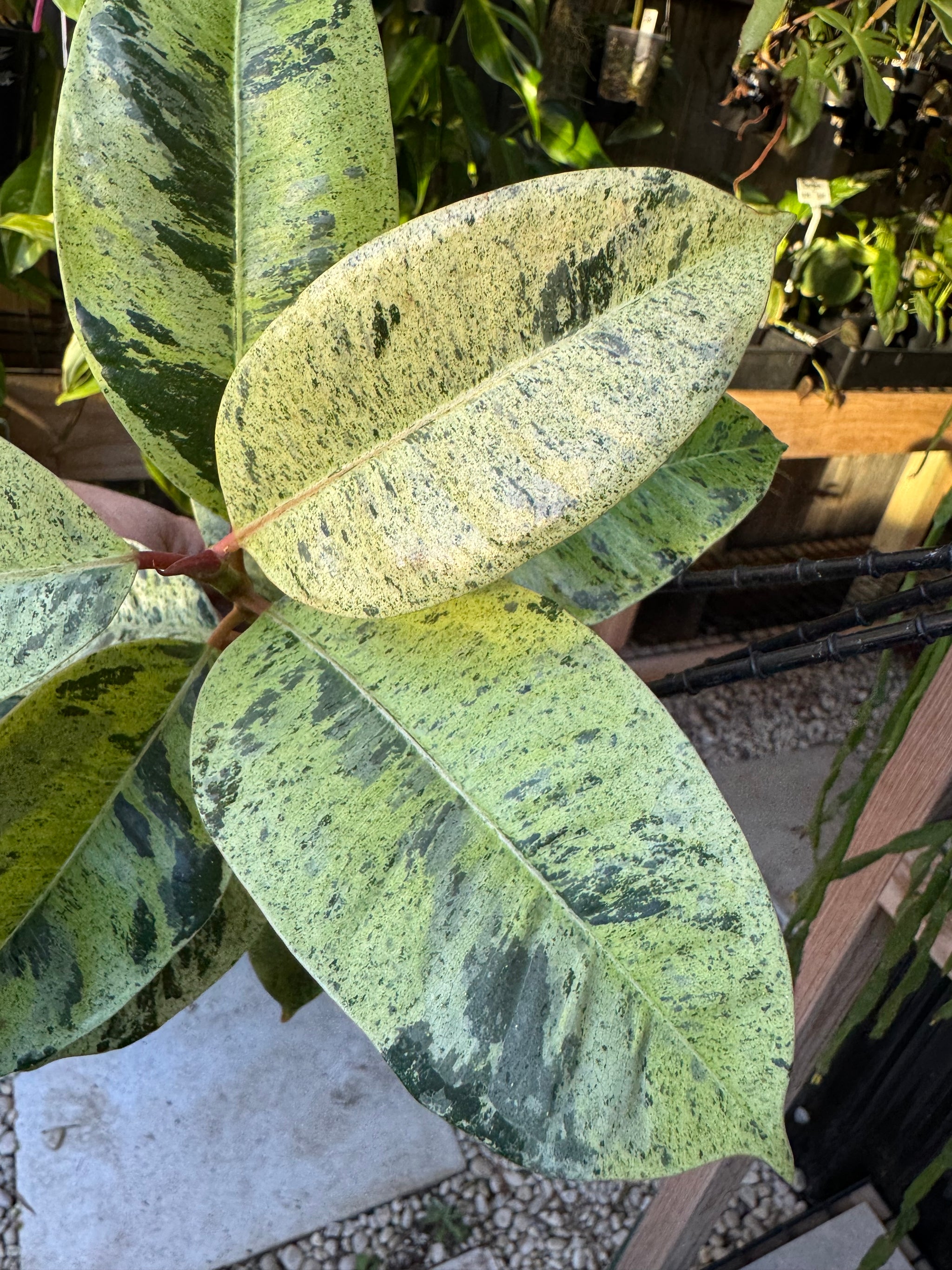 Ficus elastica ‘Schrijveriana’ — Moonshine Rubber Plant