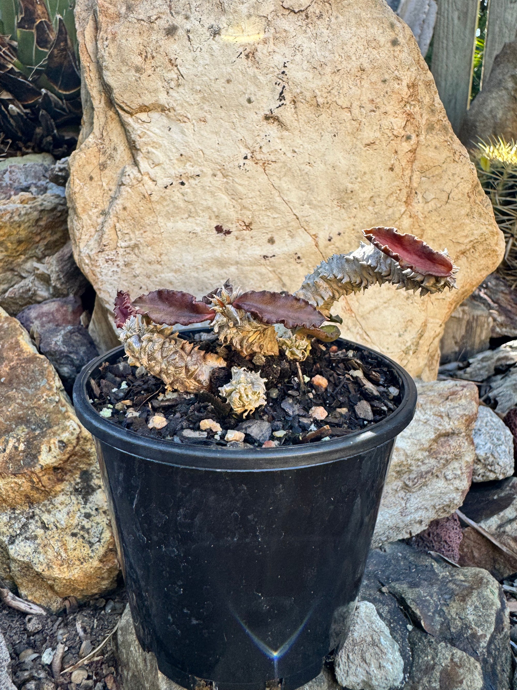 Euphorbia decaryi - The 'Dead Plant'