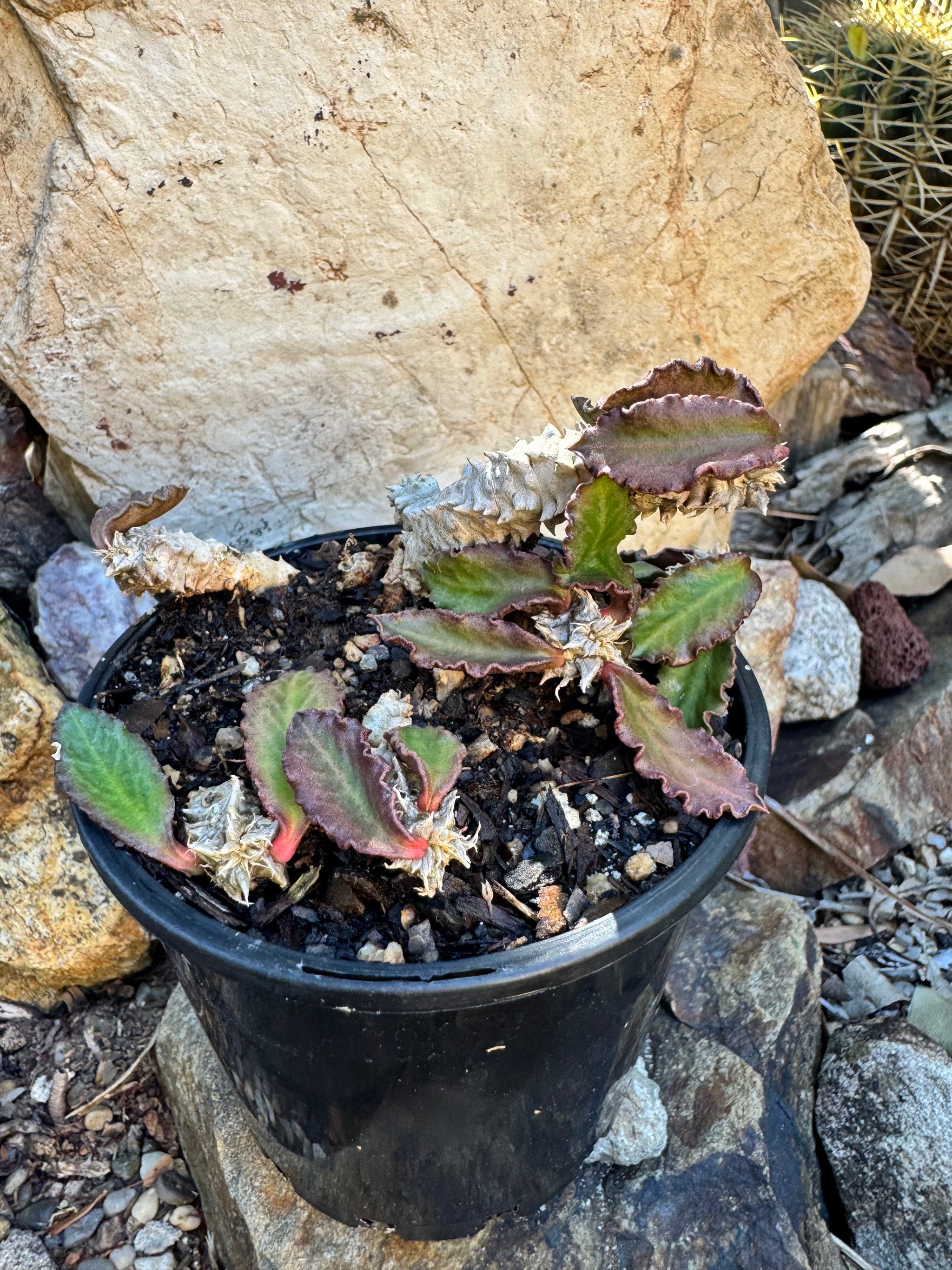 Euphorbia decaryi - The 'Dead Plant'