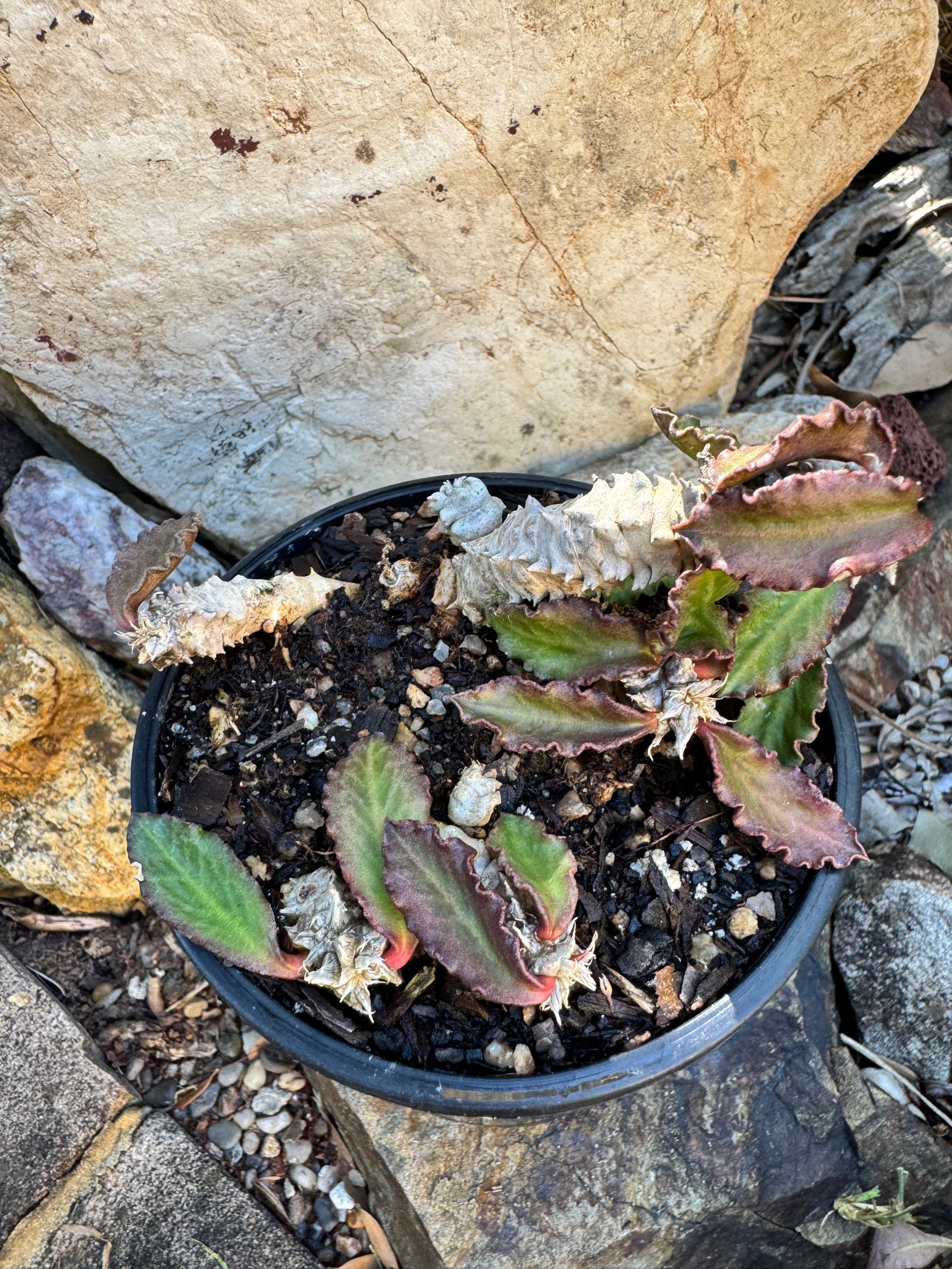 Euphorbia decaryi - The 'Dead Plant'