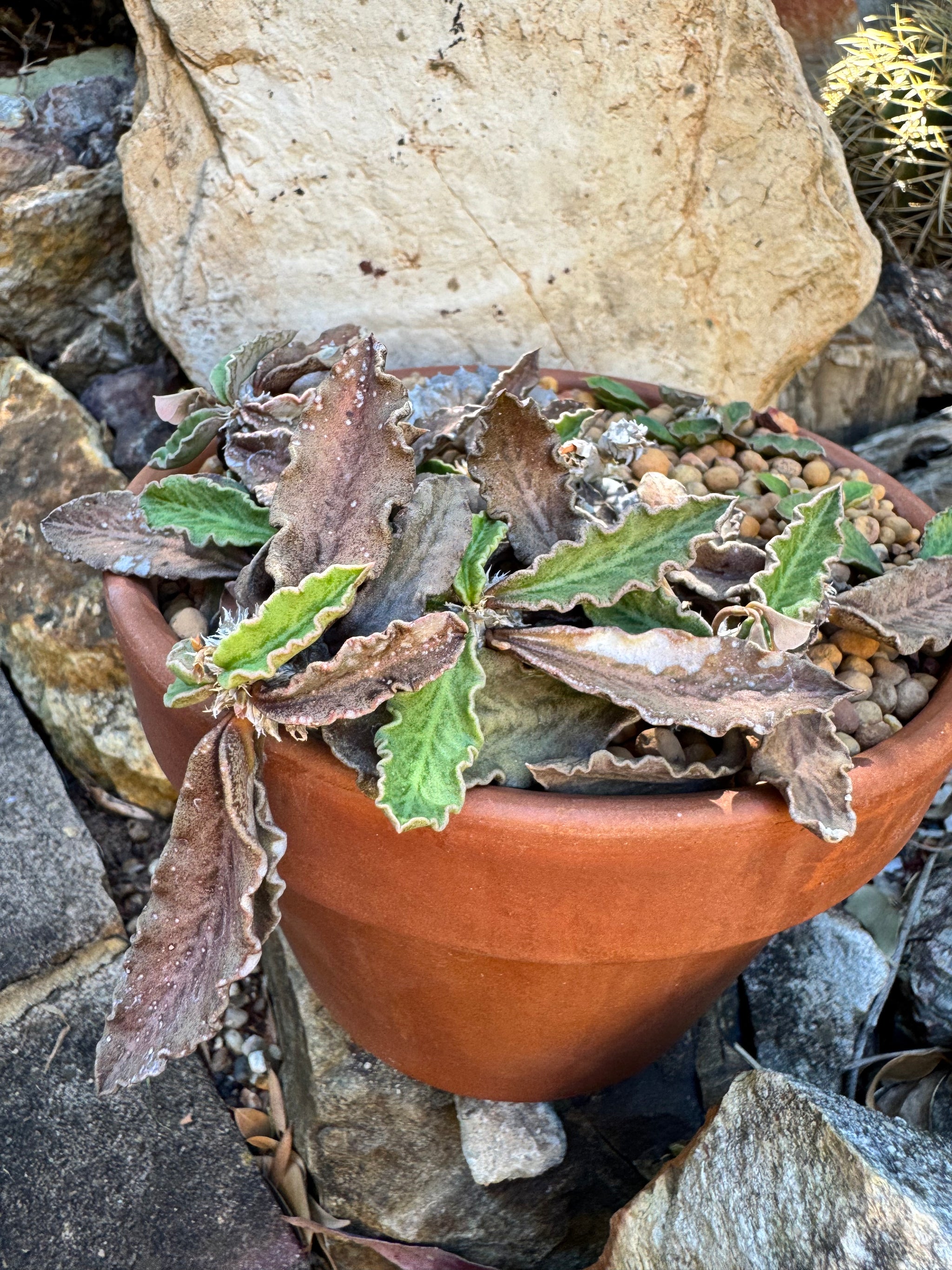 Euphorbia decaryi - The 'Dead Plant'